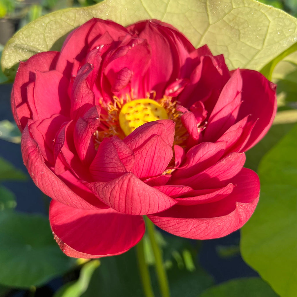 Plum Robe - Premier Lotus! - Ten Mile Creek Nursery