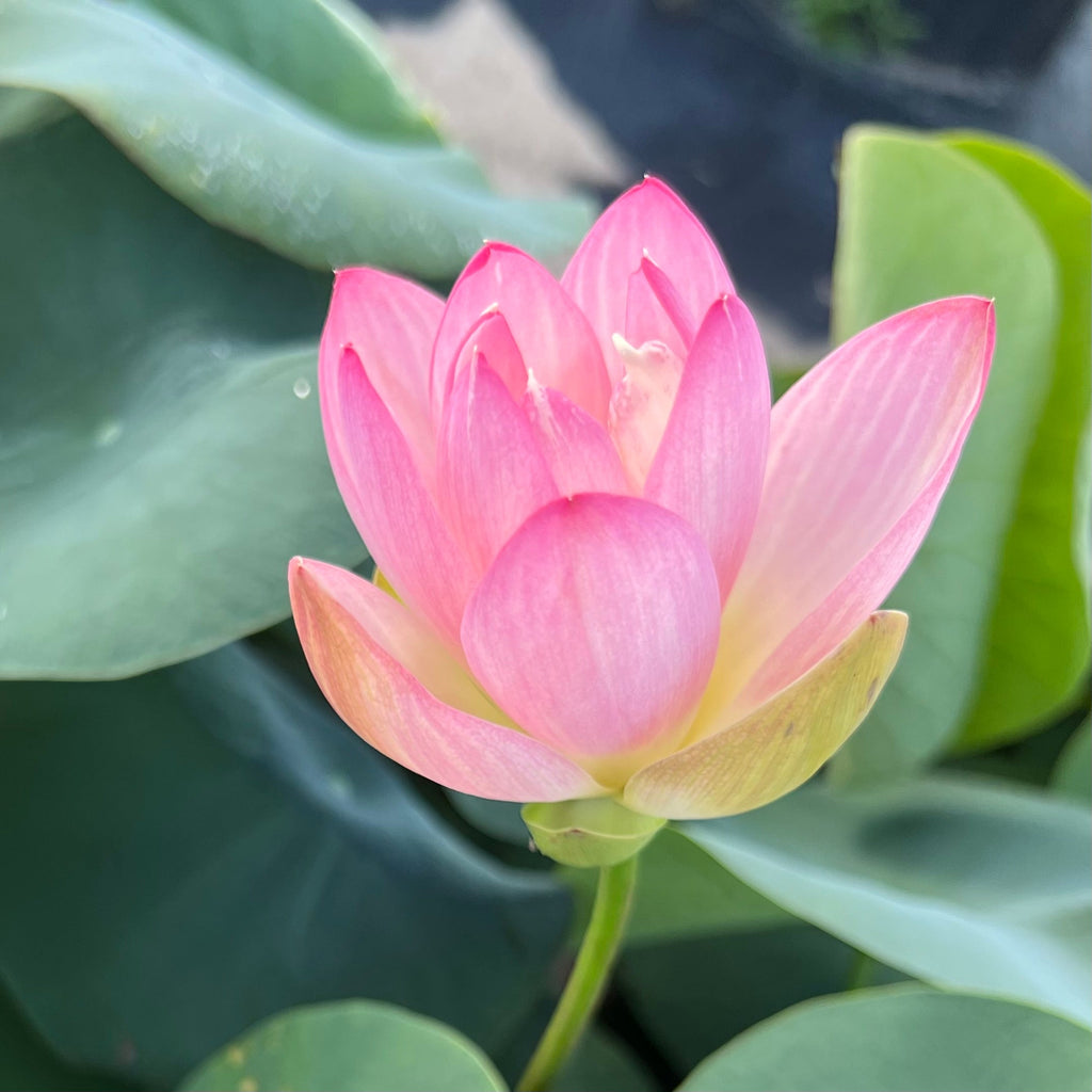 Princess Abby of Ten Mile Creek - #1 Selling Bowl Lotus - Ten Mile Creek Nursery