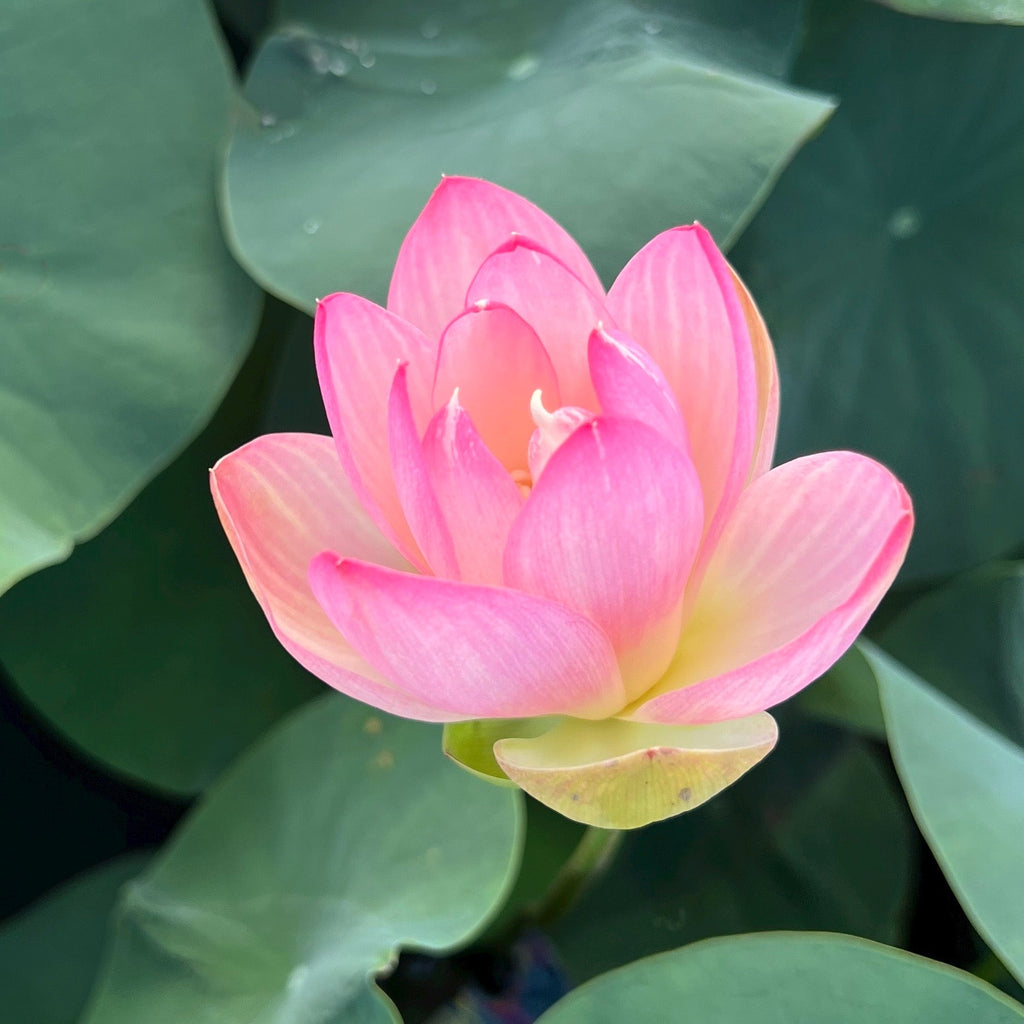 Princess Abby of Ten Mile Creek - #1 Selling Bowl Lotus - Ten Mile Creek Nursery