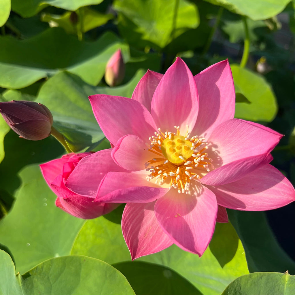 Princess Harper of Ten Mile Creek - Amazing Flowers! - Ten Mile Creek Nursery