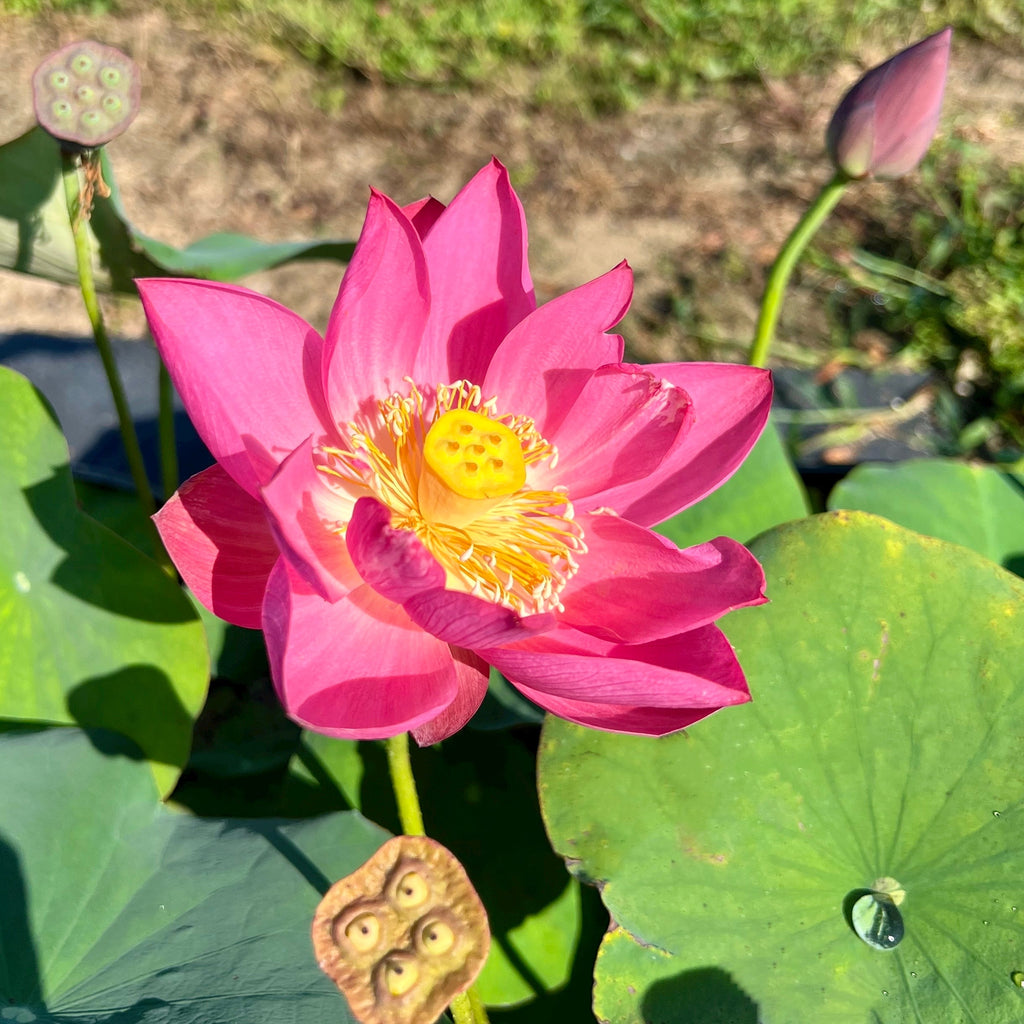 Purple Fairy 2 - A perfect little sprite! - Ten Mile Creek Nursery