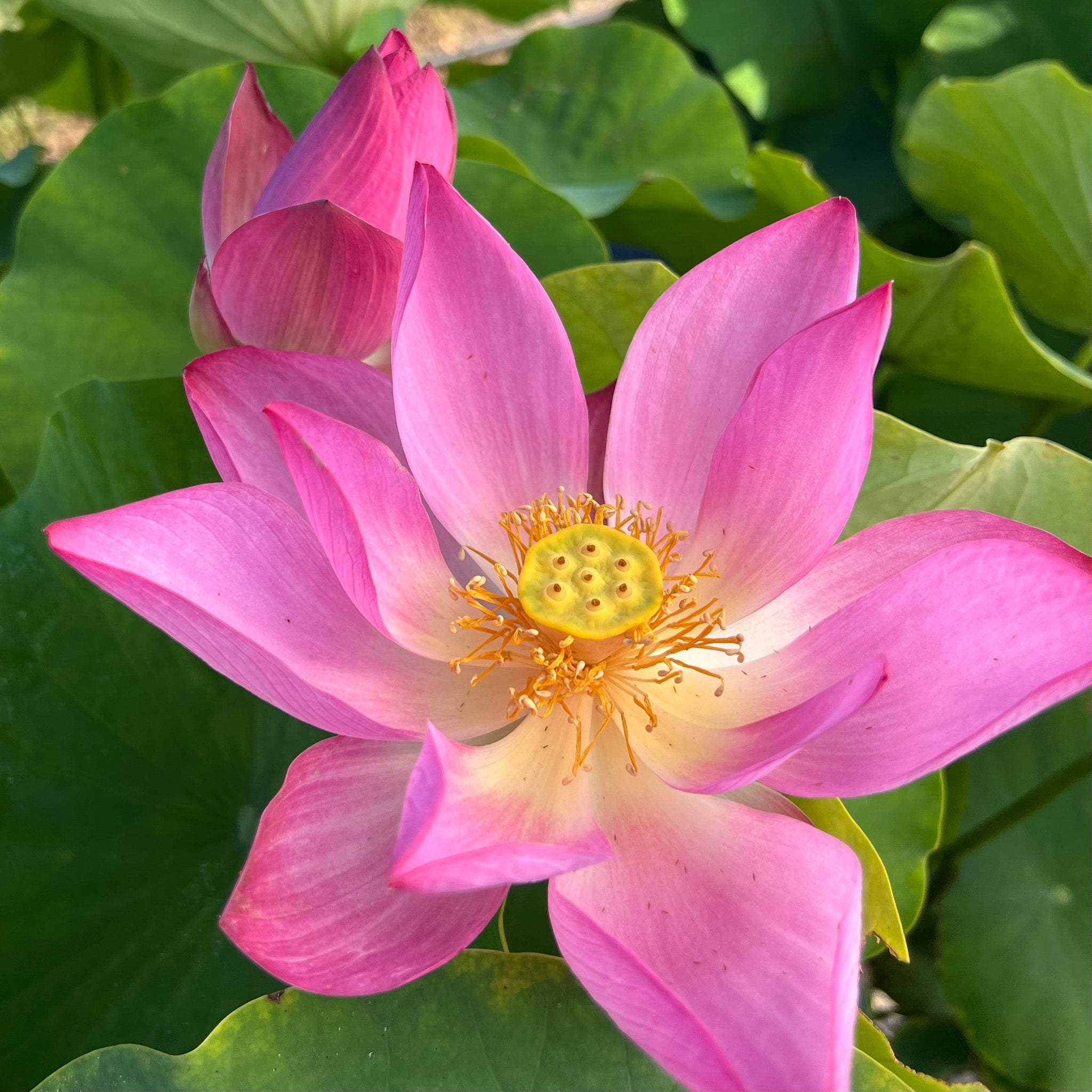 レアデック　lotus Red at Sunset | Beautiful Lotus Flower Collections – Ten Mile