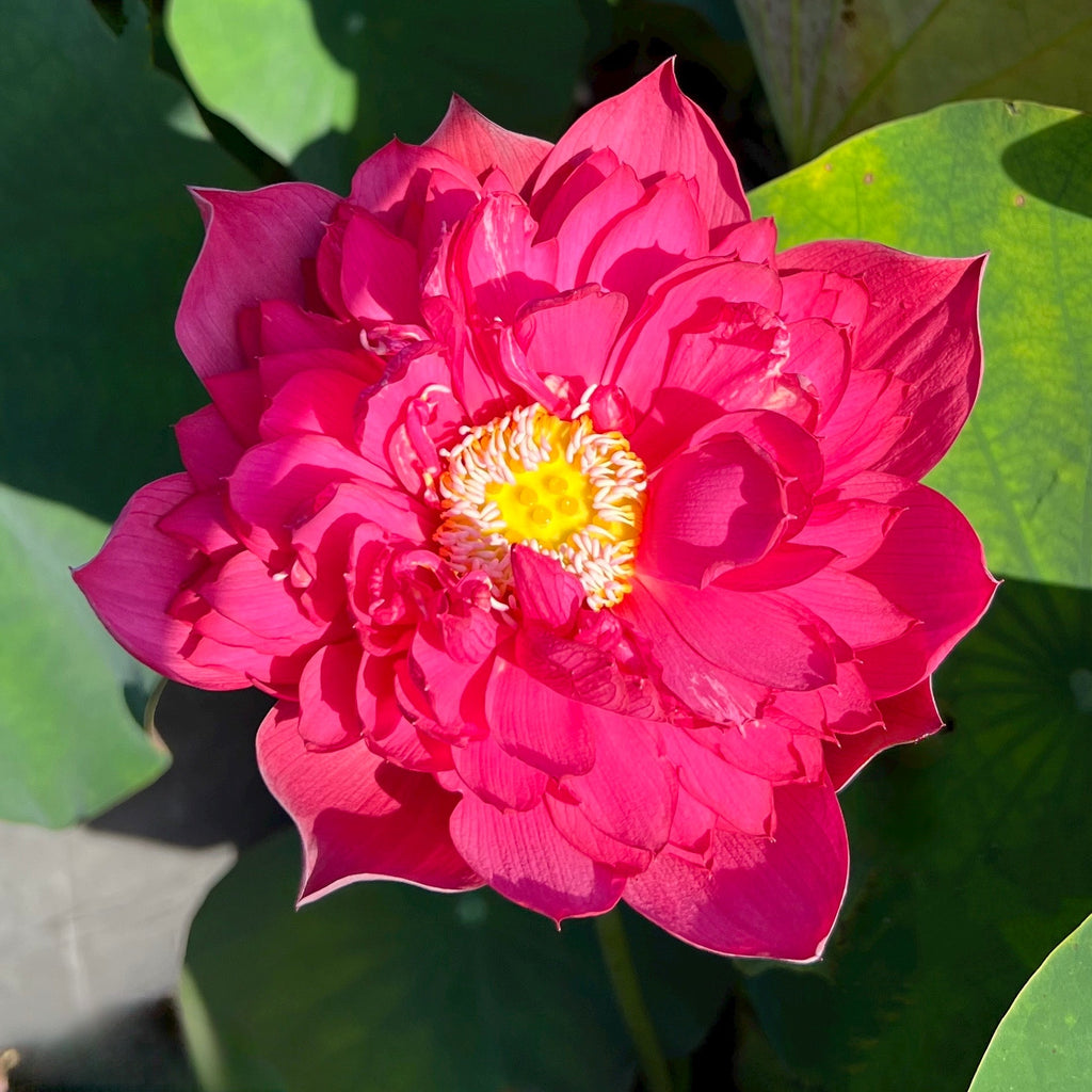 Red Phillips - Boom! RED! - Ten Mile Creek Nursery