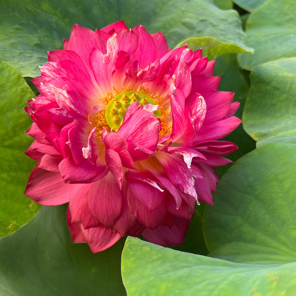 Red Symphony - Eye Candy! - Ten Mile Creek Nursery