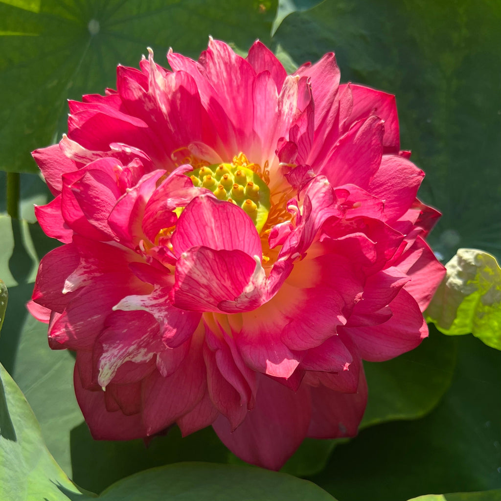 Red Symphony - Eye Candy! - Ten Mile Creek Nursery