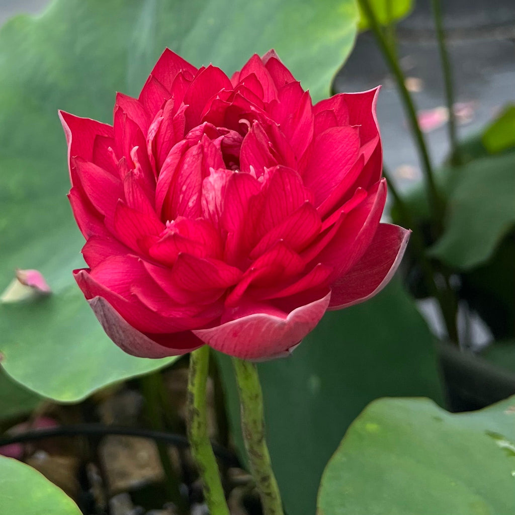 Rubies & Pearls - Deep, Dark Red! - Ten Mile Creek Nursery