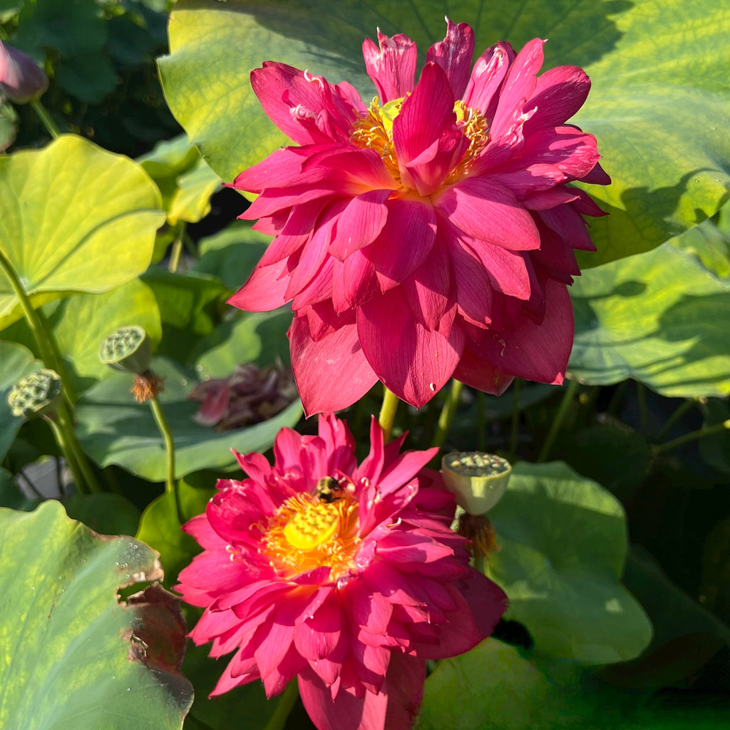 Rubies & Pearls - Deep, Dark Red! - Ten Mile Creek Nursery