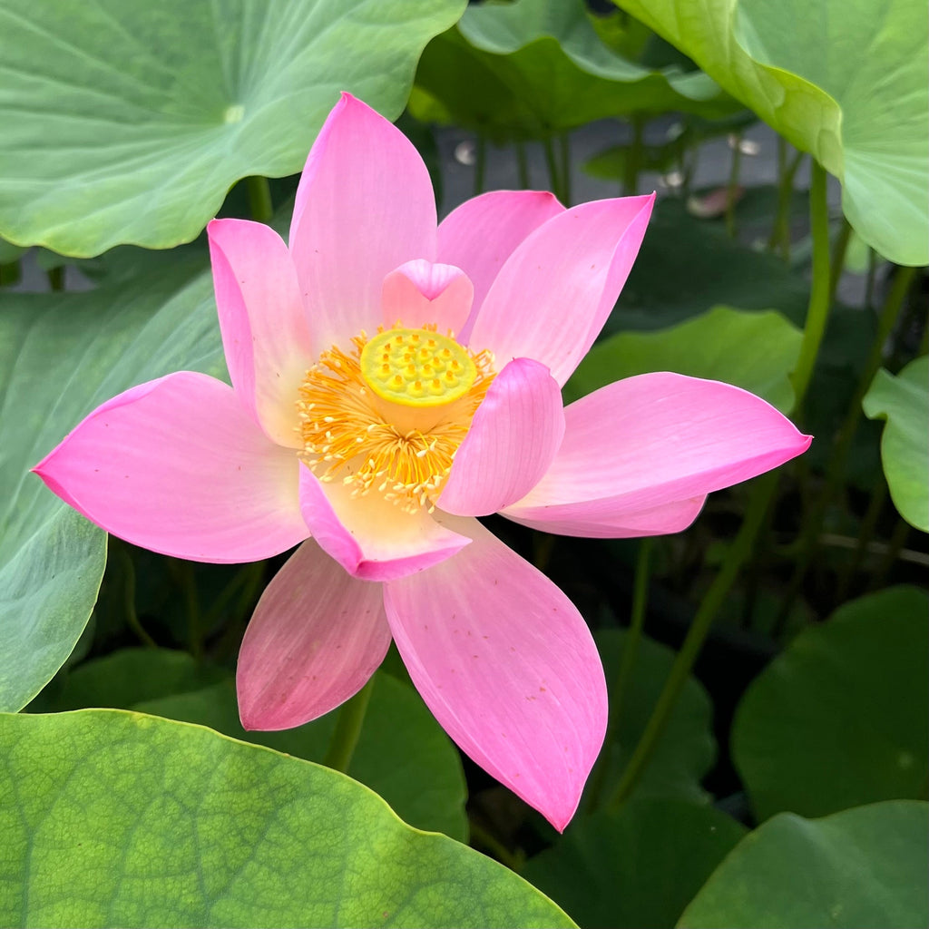 Ruby Slipper - There's No Place Like Home! - Ten Mile Creek Nursery