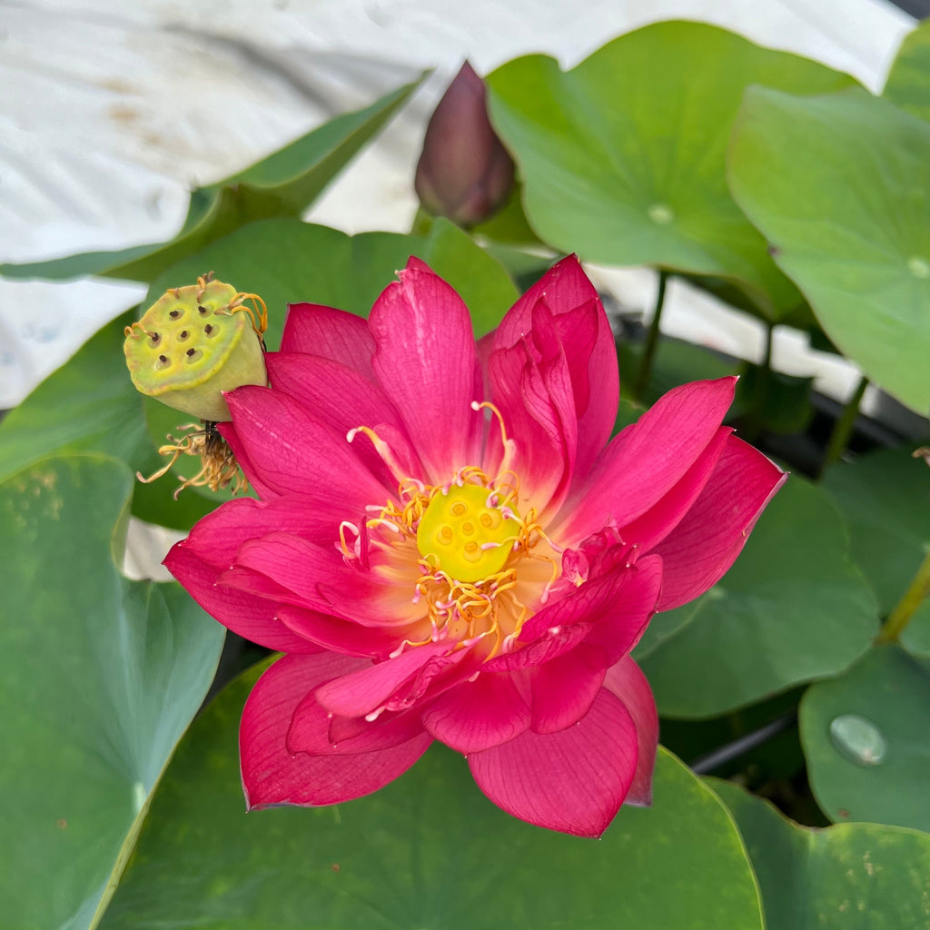 Scarlet Lady - Flaming HOT Red!! - Ten Mile Creek Nursery