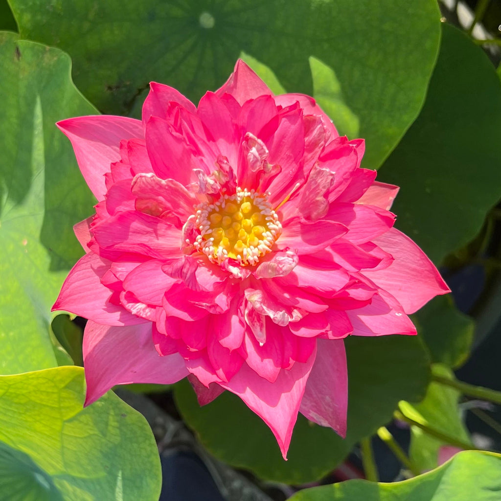 Senior Red - Bright red - orange color! - Ten Mile Creek Nursery