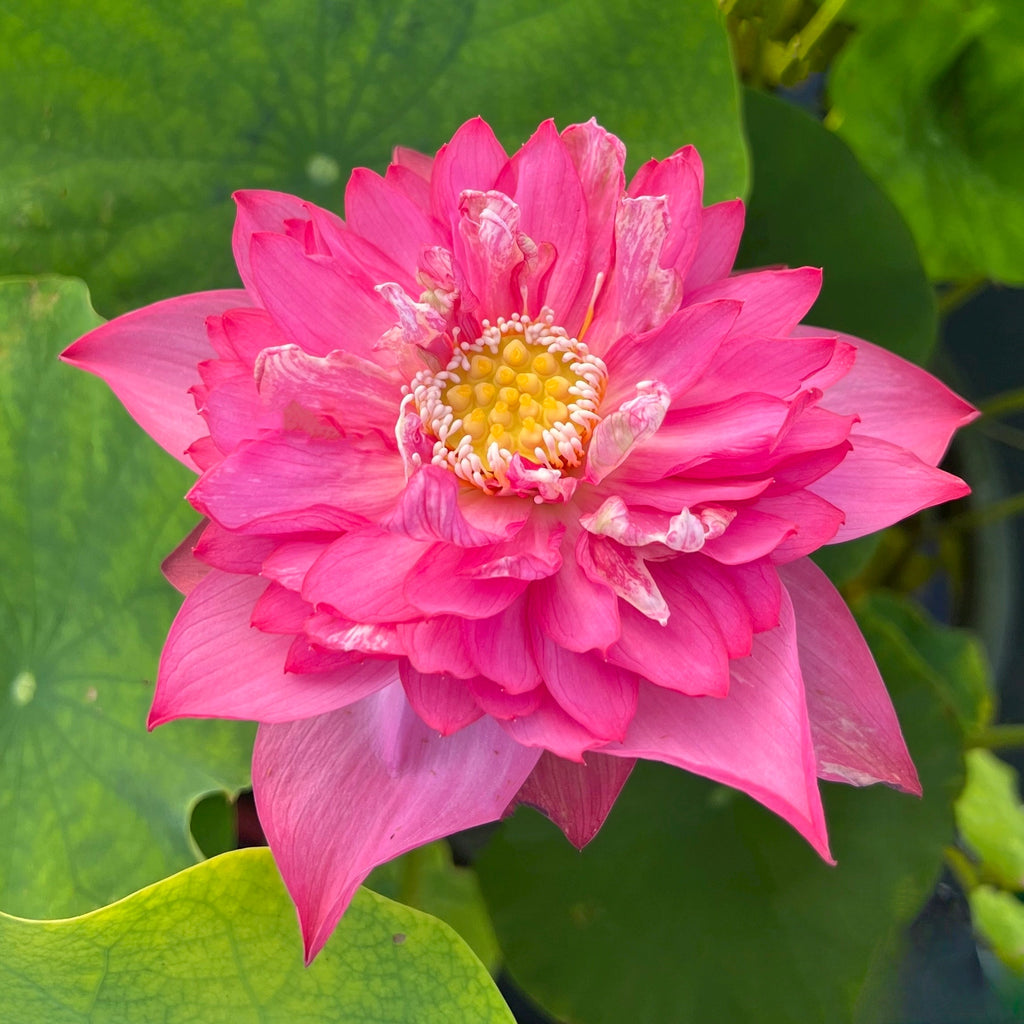 Senior Red - Bright red - orange color! - Ten Mile Creek Nursery