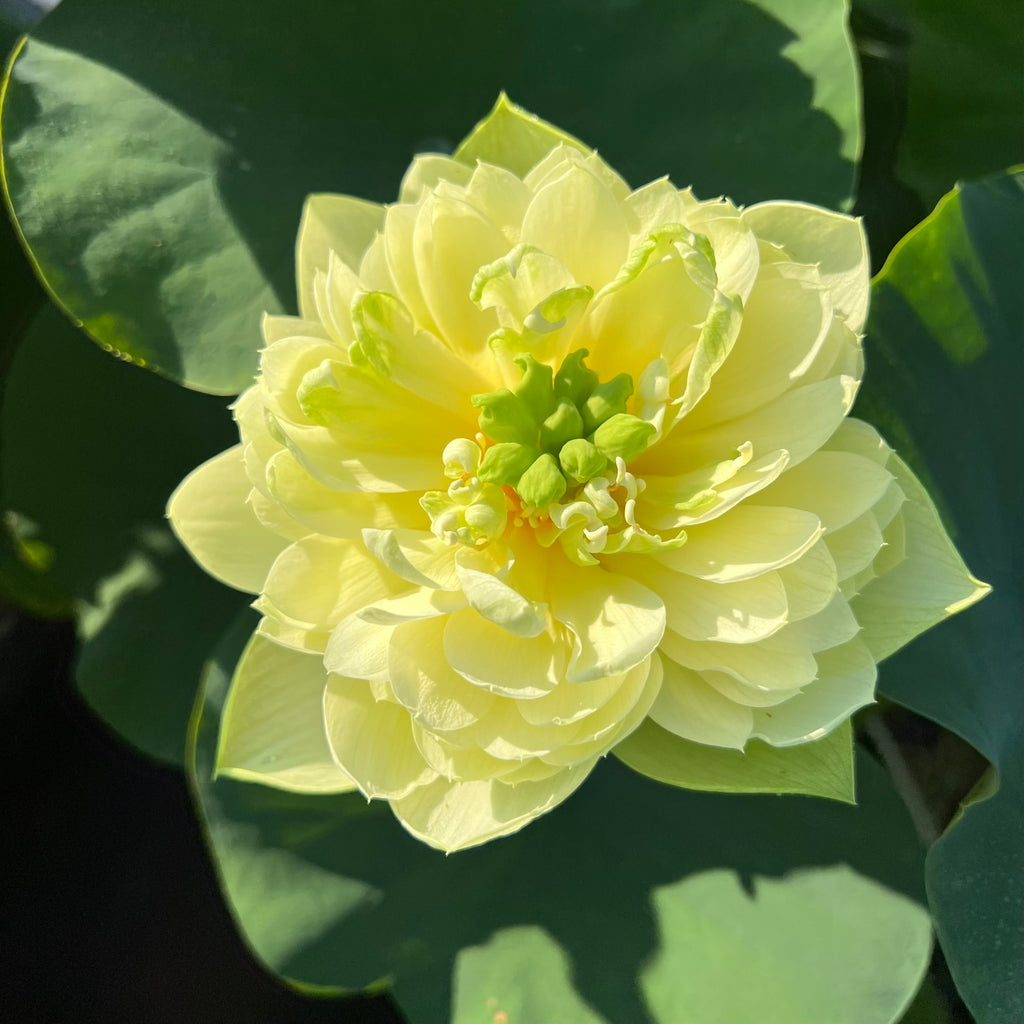 Shicheng Jade - Ten Mile Creek Nursery