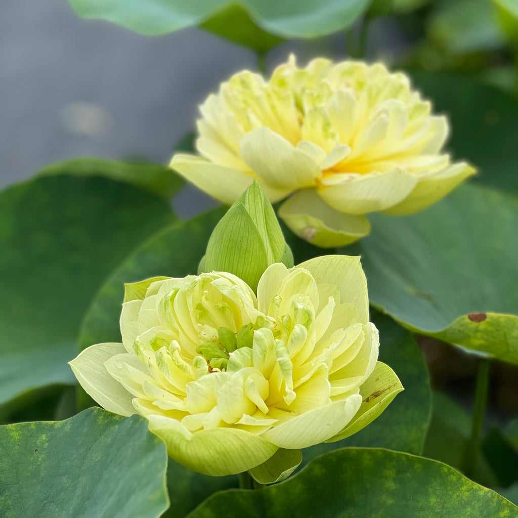 Shicheng Jade - Ten Mile Creek Nursery