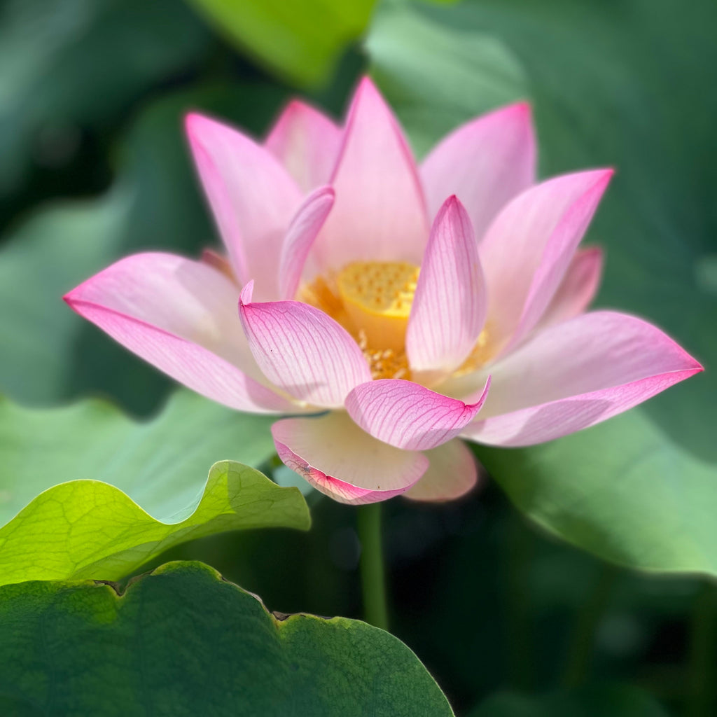 Shin Kago Hash - It's a beauty! - Ten Mile Creek Nursery