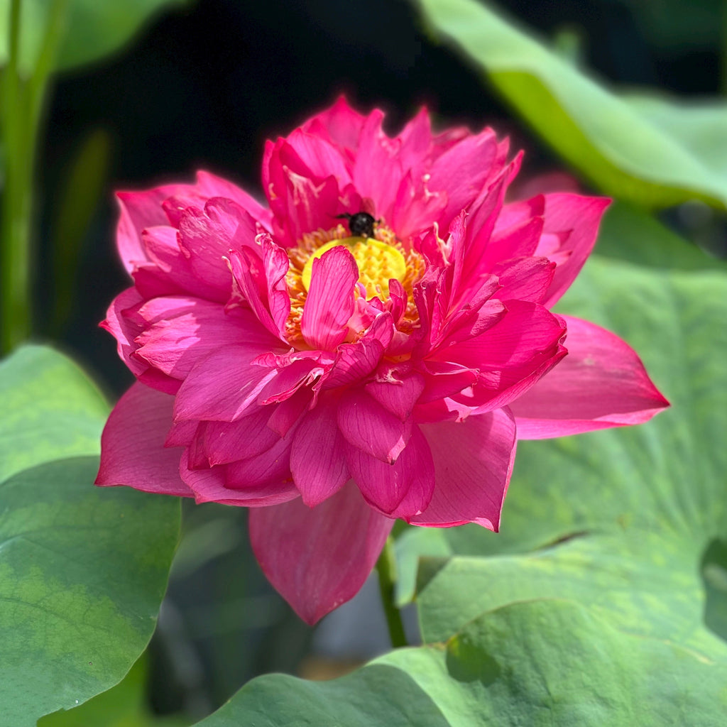 Siam Ruby - Flaming Red Color - Ten Mile Creek Nursery