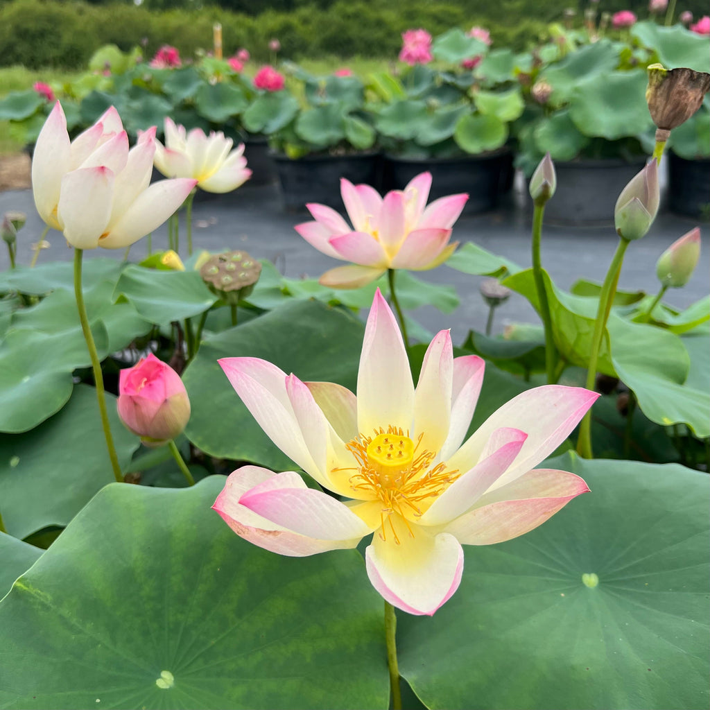 Somahai - A Flower Forest! - Ten Mile Creek Nursery