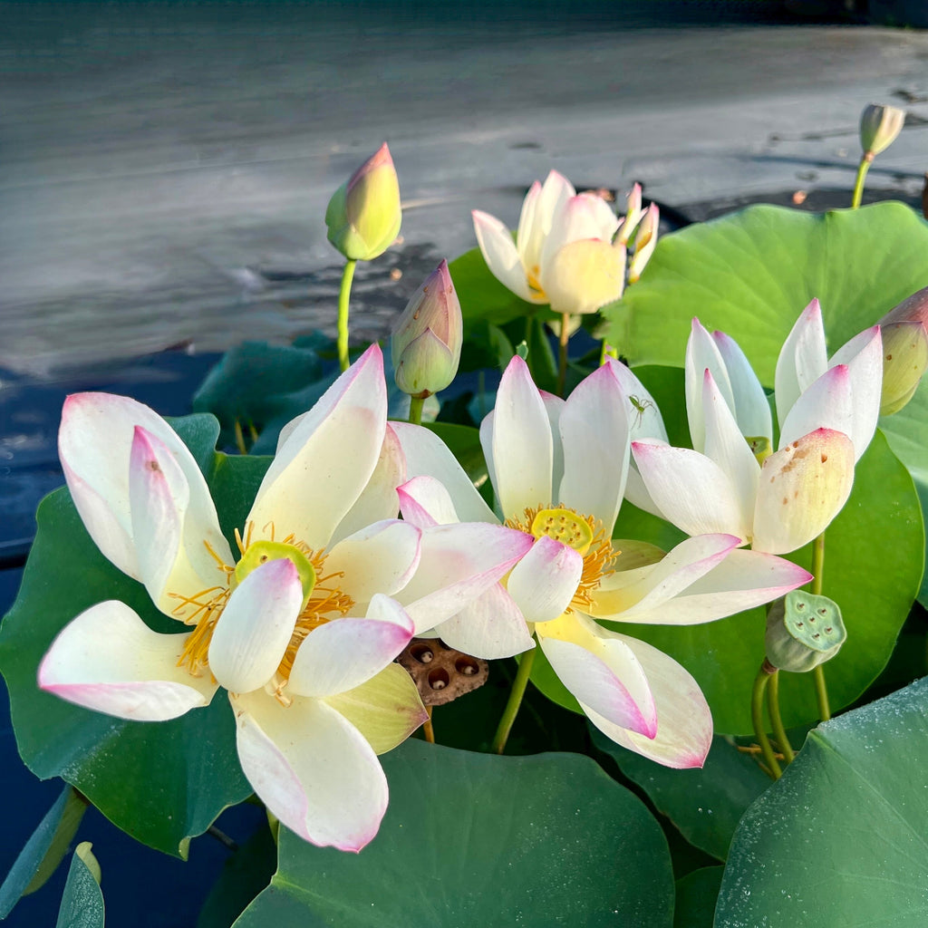 Somahai - A Flower Forest! - Ten Mile Creek Nursery