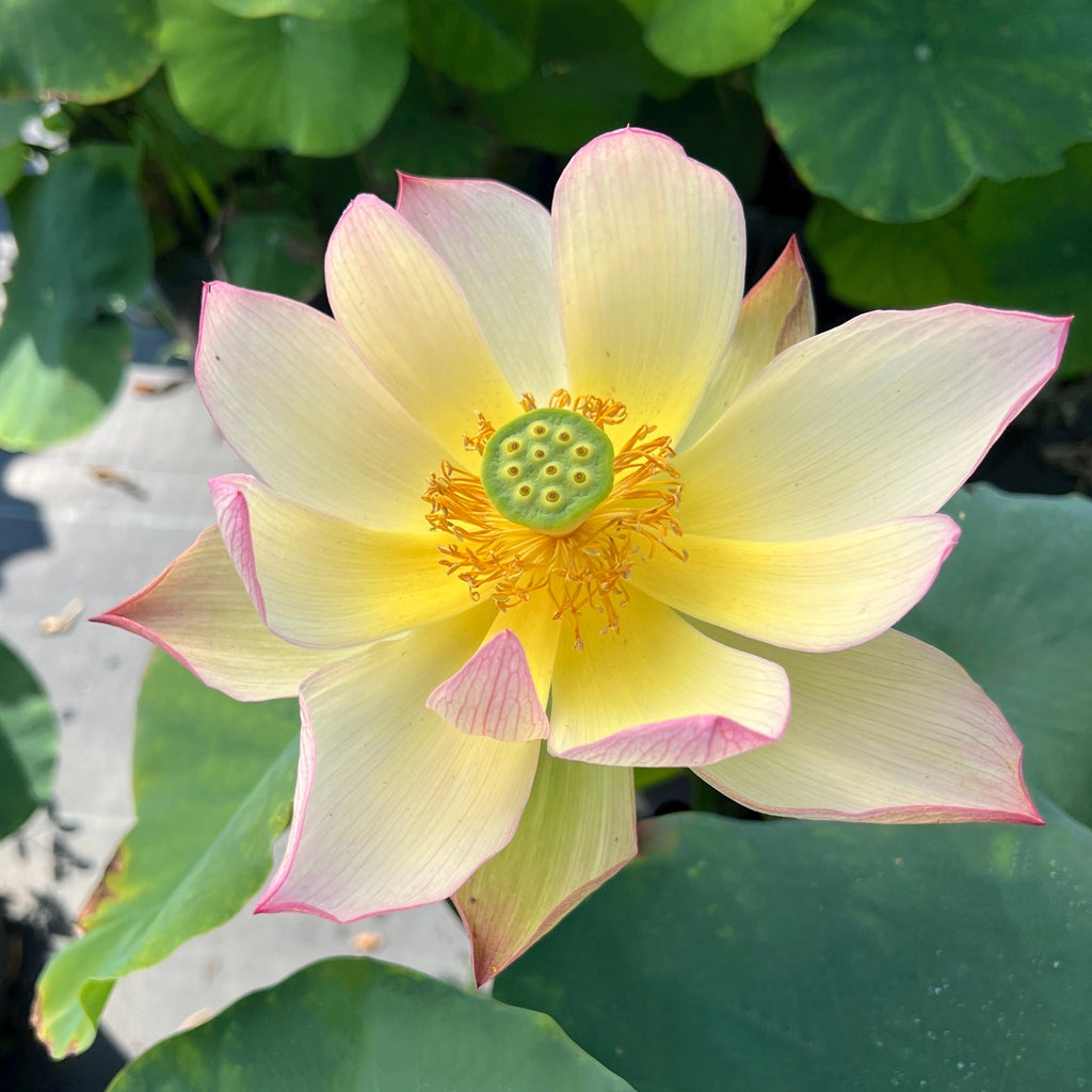 Sunrise Brocade - Amazing Color! - Ten Mile Creek Nursery