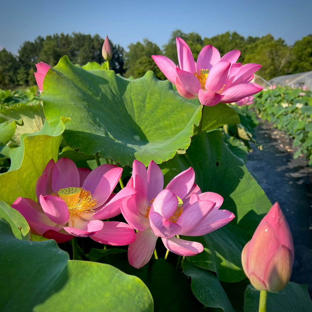 The President - Ruling the Garden! - Ten Mile Creek Nursery