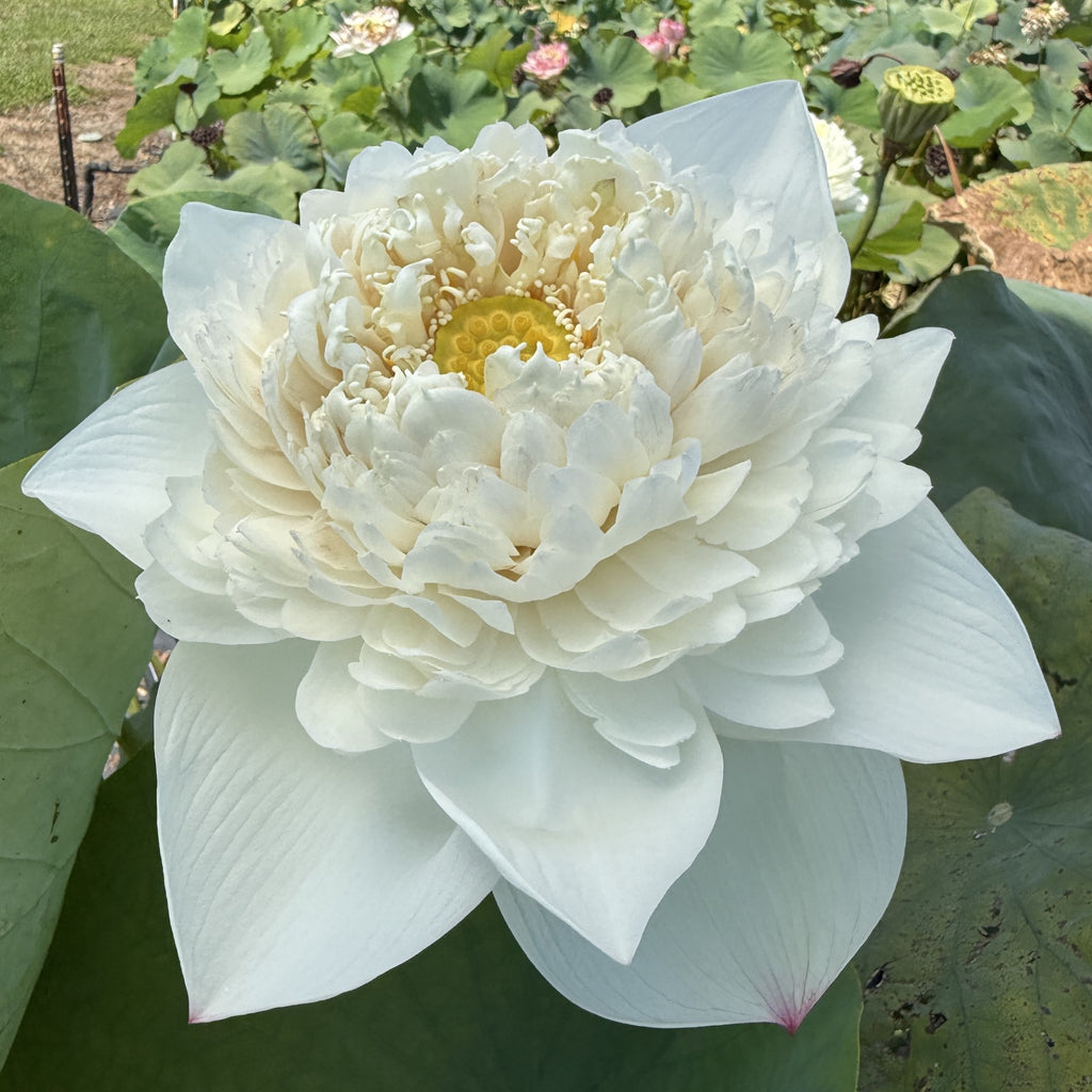 2026 Nanzhou Snow Peak Lotus