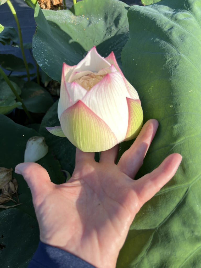 2026 Nanzhou Snow Peak Lotus