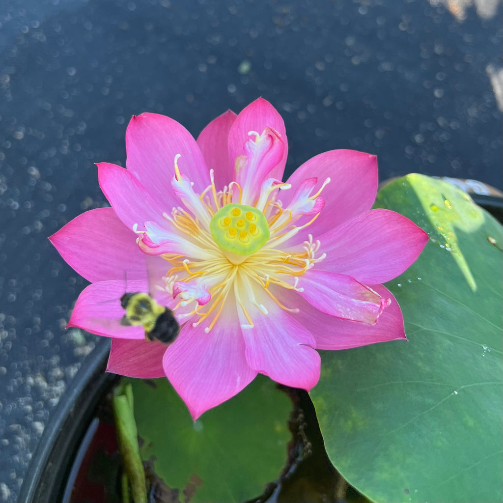 Tiny Red Gulang - Ten Mile Creek Nursery