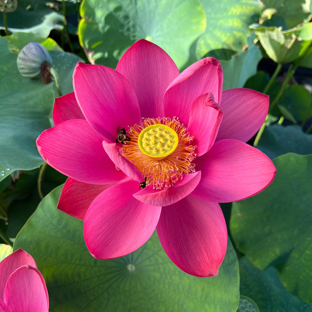 Torch of Nanjing - Radiant RED! - Ten Mile Creek Nursery