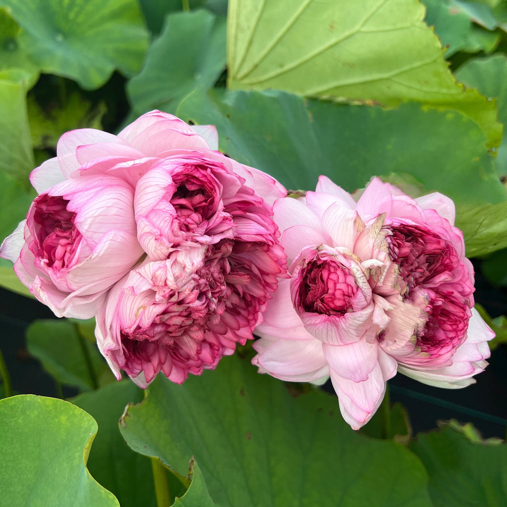 Traditional Thousand Petals - Multi - hearted flowers!! - Ten Mile Creek Nursery