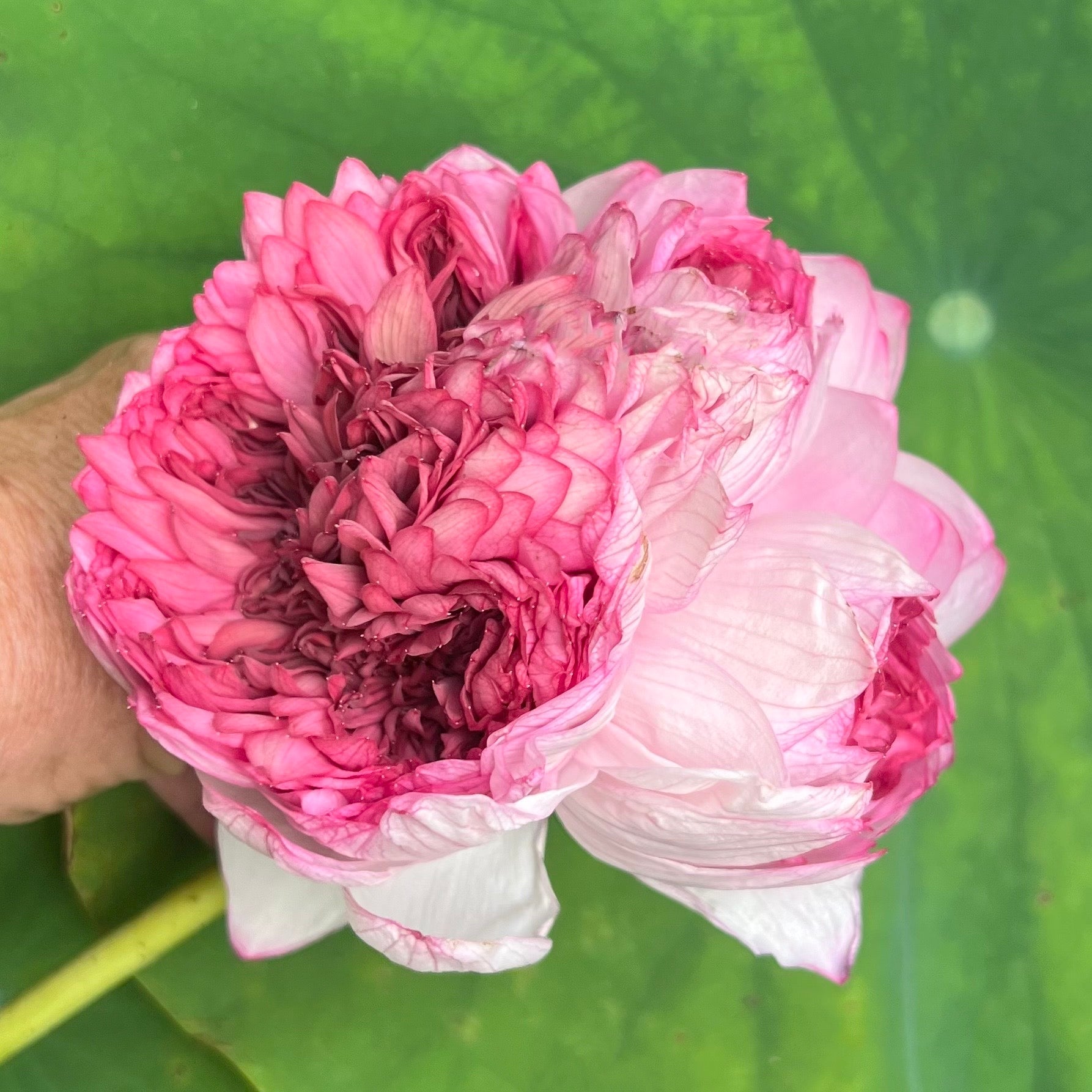 flower pedals Traditional Thousand Petals