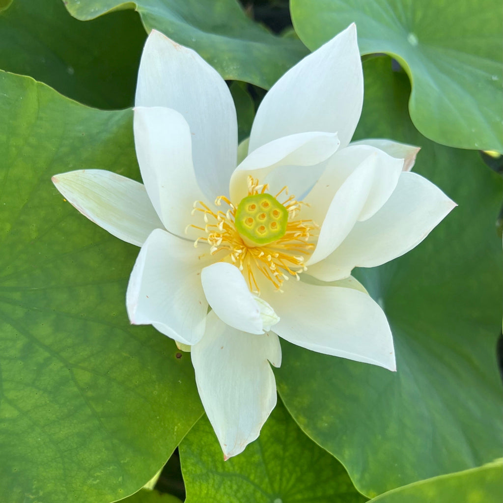 White Crane - Tiny Elegant Simplicity - Ten Mile Creek Nursery