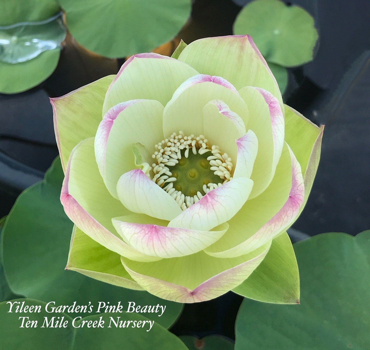 pink beauty jade plant Pink Beauty