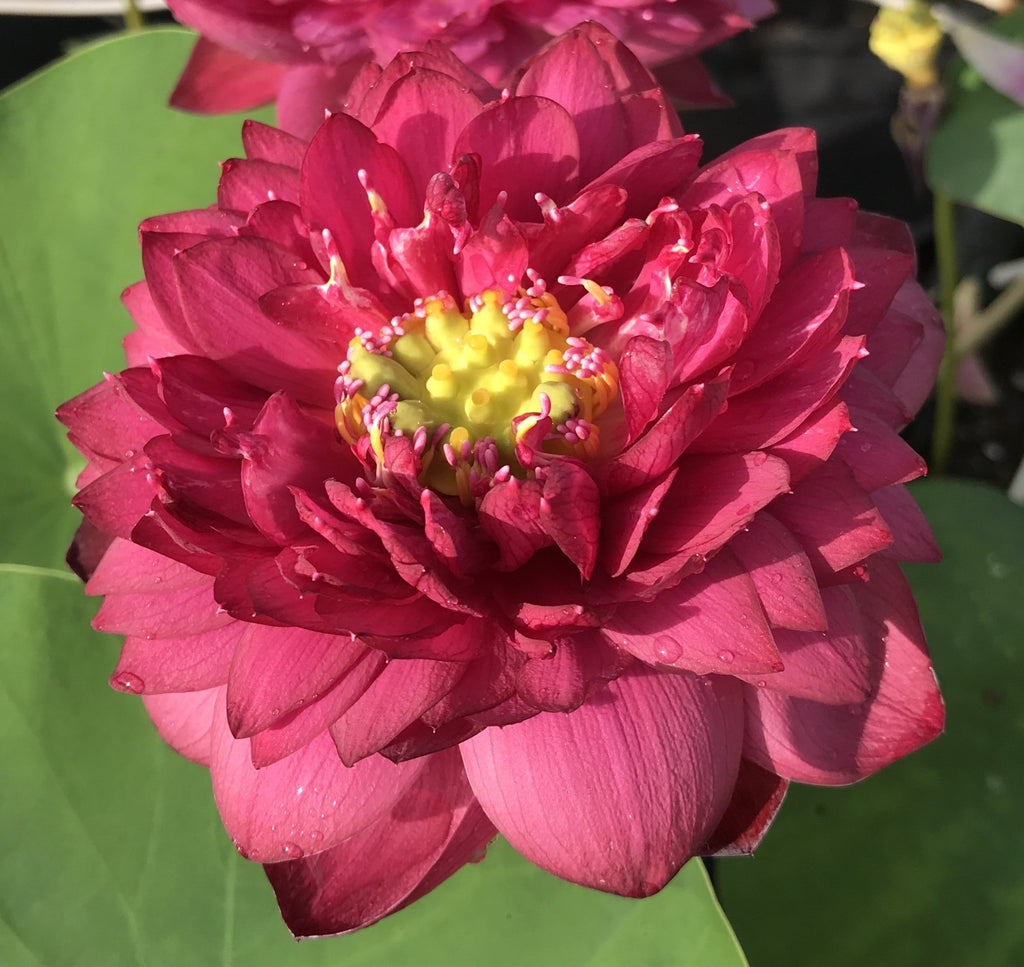 Mini Fall Lotus Exquisite, Micro Lotus, Teacup Lotus – Ten Mile Creek Nursery