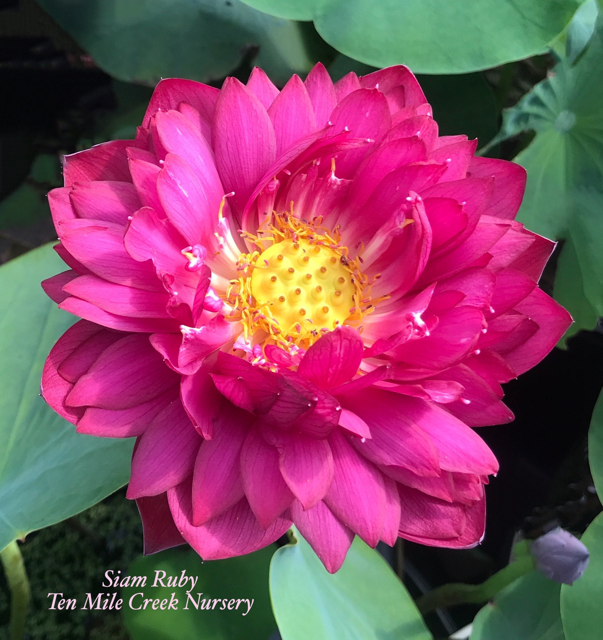Siam Robi Siam Ruby - Flaming Red Color – Ten Mile Creek Nursery