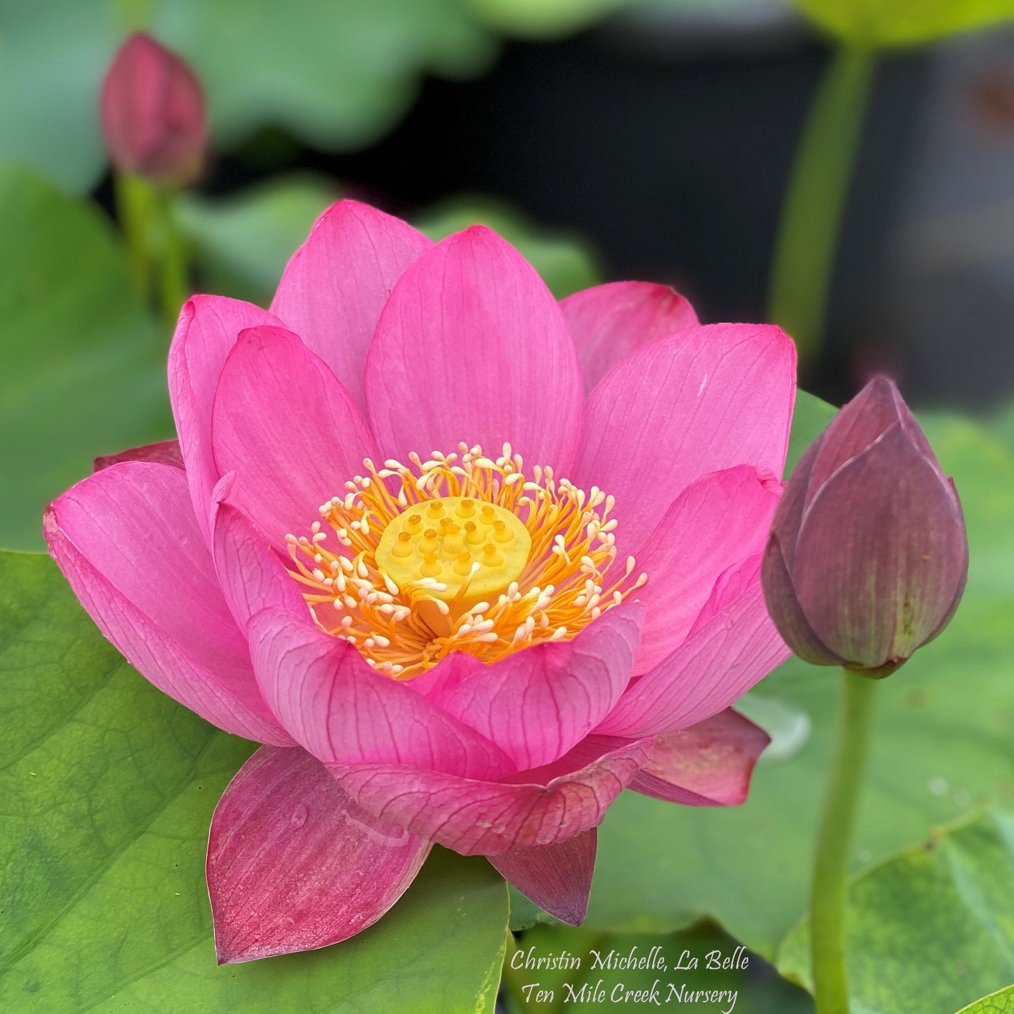 Lotus Petal 水蓮の花びら　4枚セット 2026 Christin, My Beauty - Beautiful in Every Way! – Ten Mile
