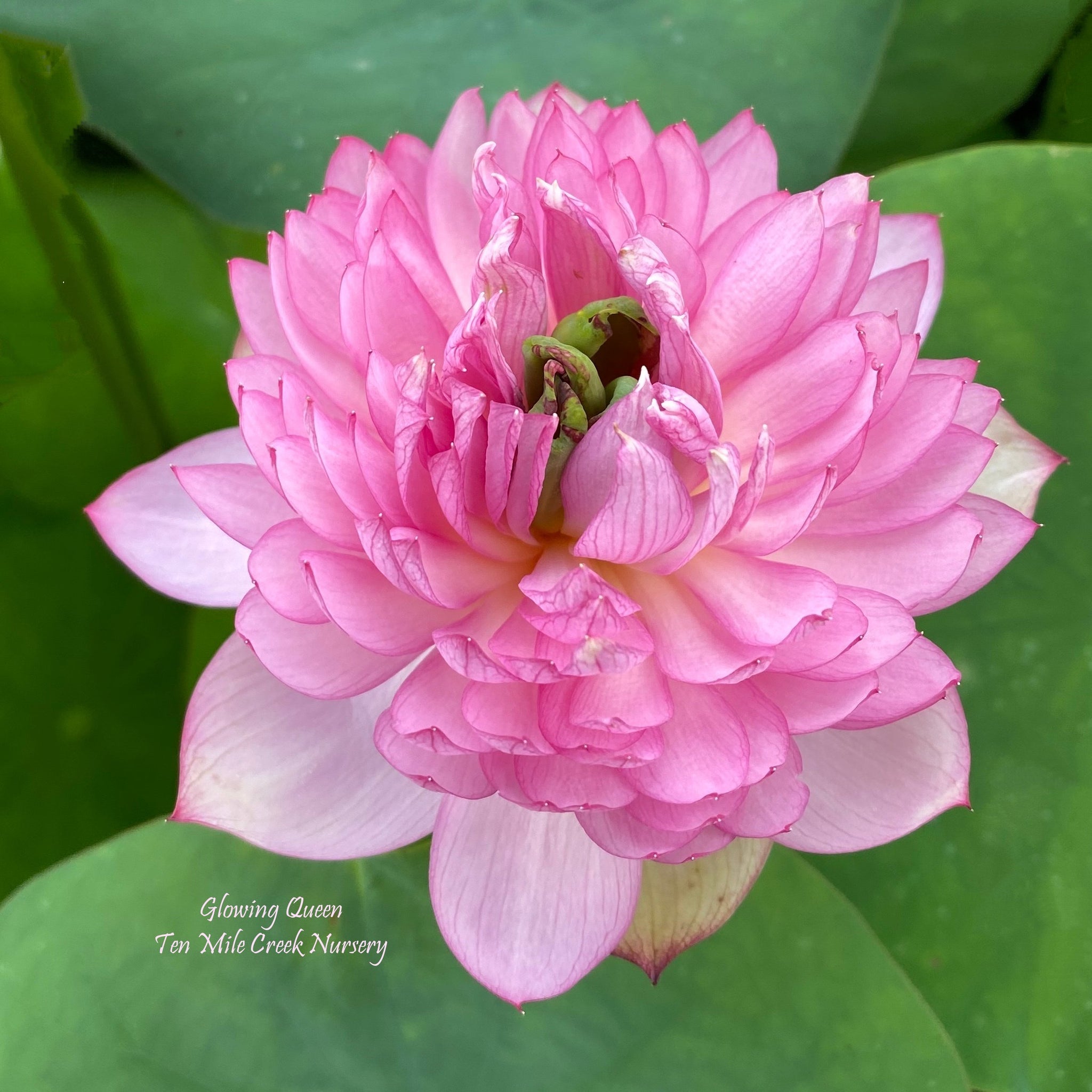 Glowing Queen Lotus - LOTS of flowers!! – Ten Mile Creek Nursery