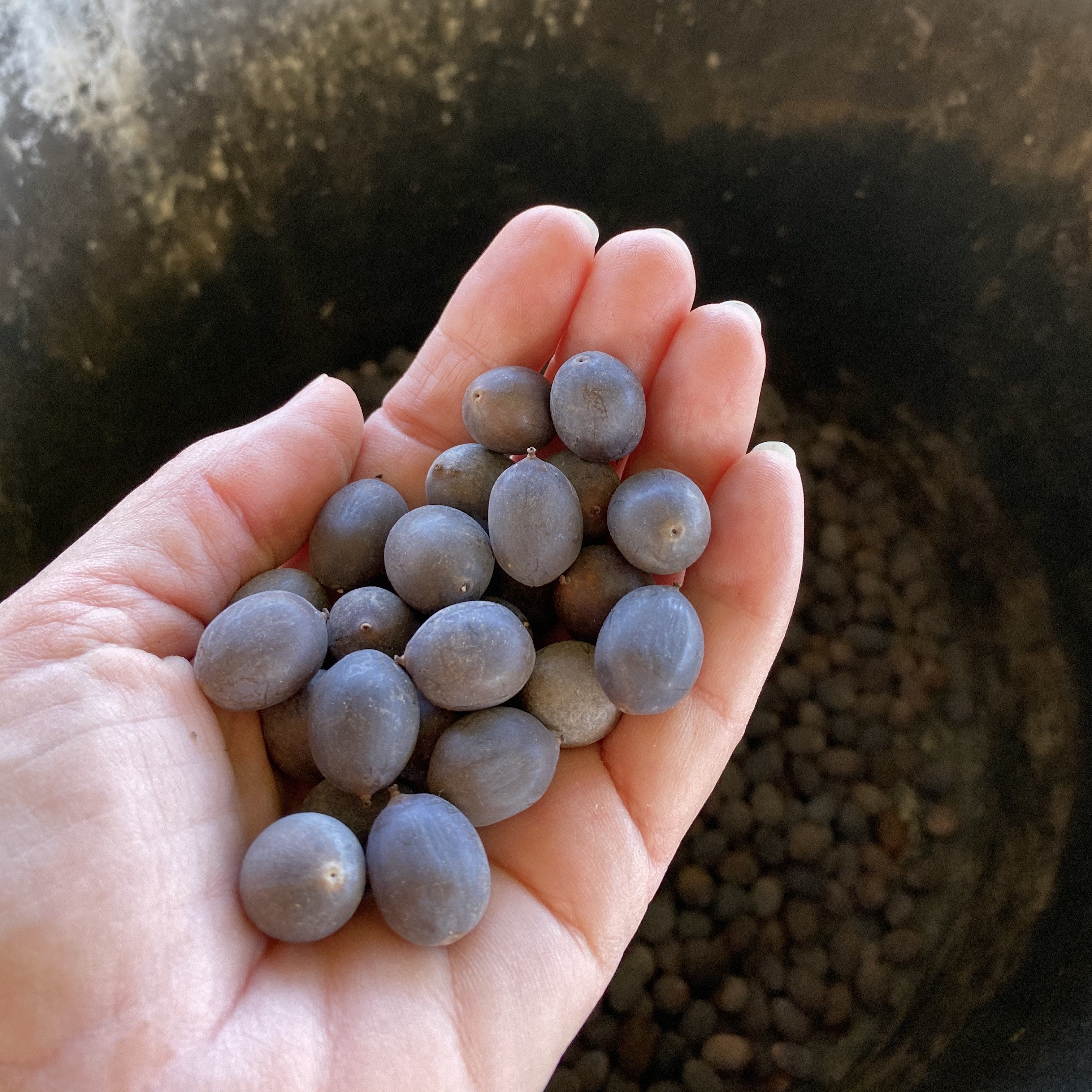 where to buy lotus flower seeds 2026 AAA LOTUS SEEDS (Random UNKNOWN Hybrids)-SHIP IMMEDIATELY – Ten Mile Creek Nursery