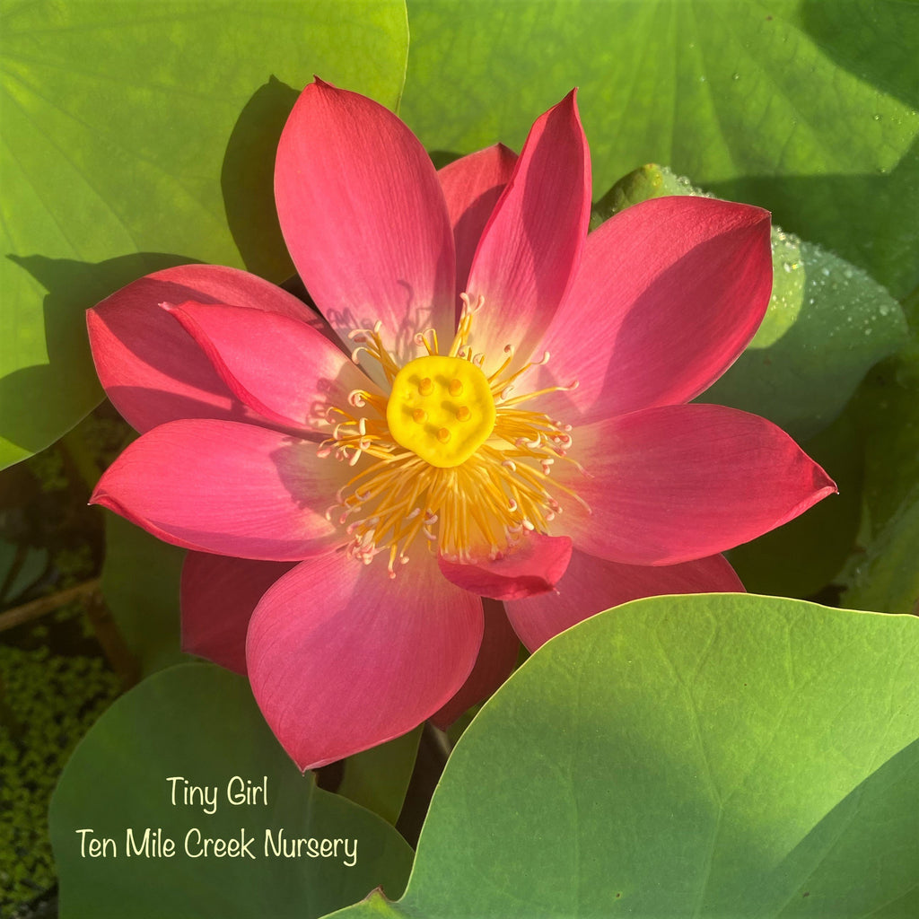 2021 Tiny Girl - Exquisite of Bowl Lotus - Ten Mile Creek Nursery