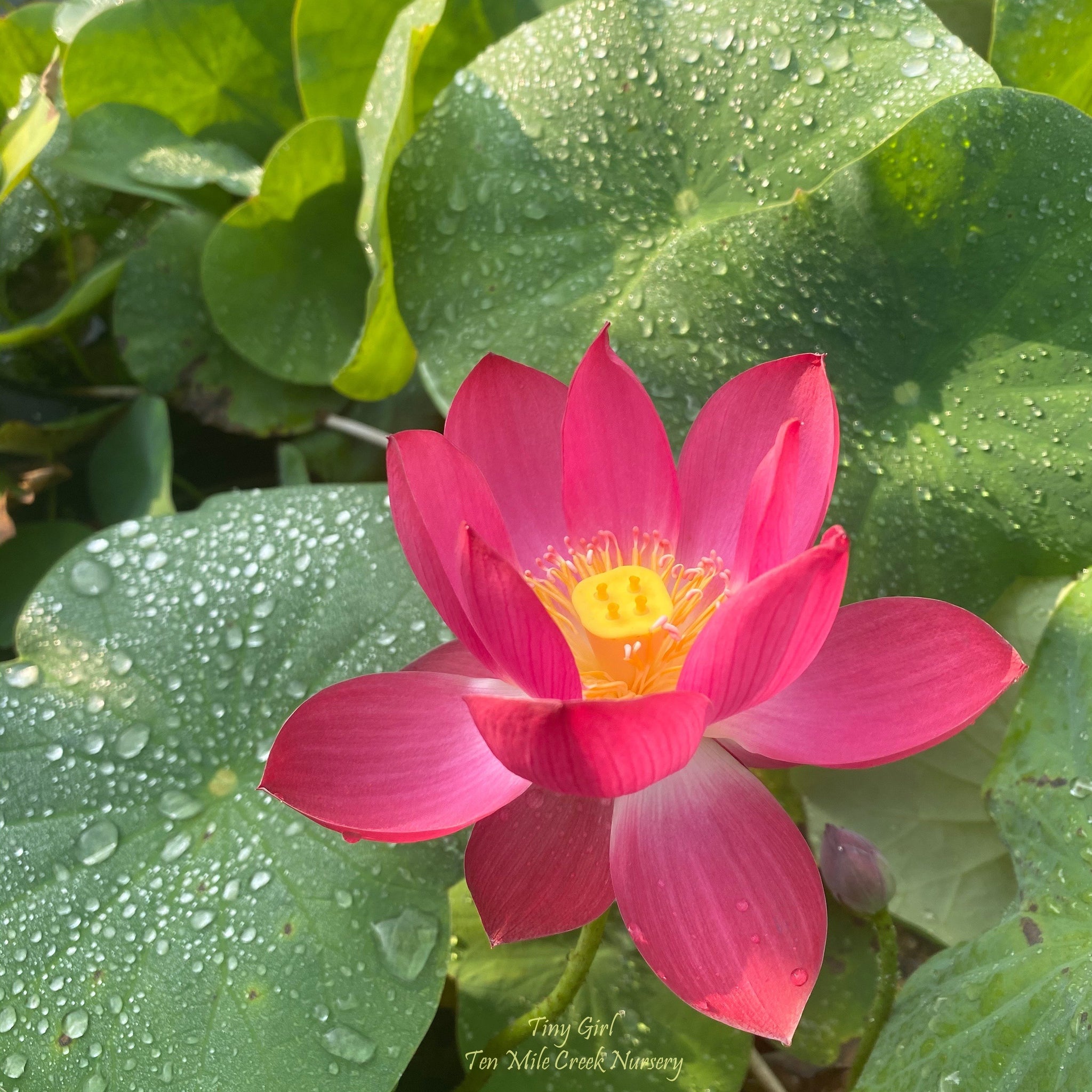 Tiny Girl - Micro Lotus – Ten Mile Creek Nursery