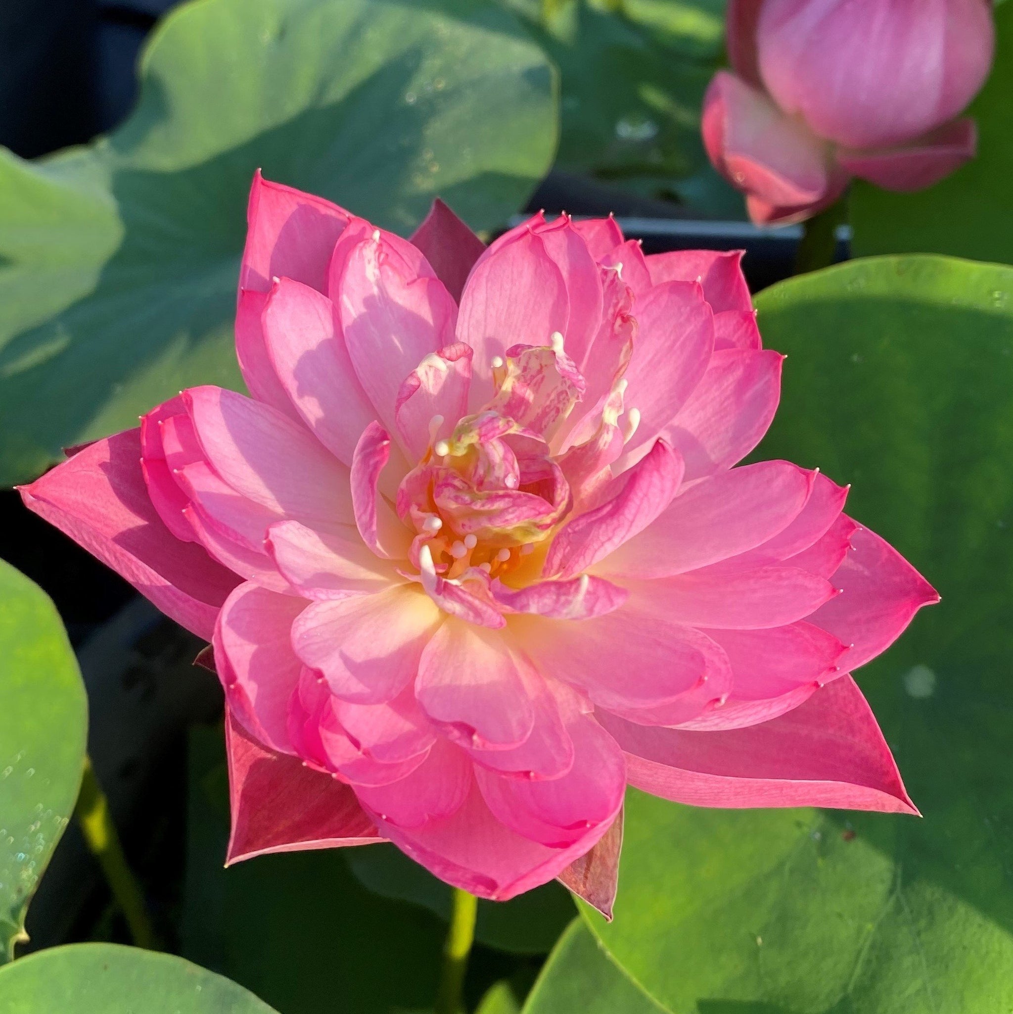 Double Rose Lotus – Ten Mile Creek Nursery