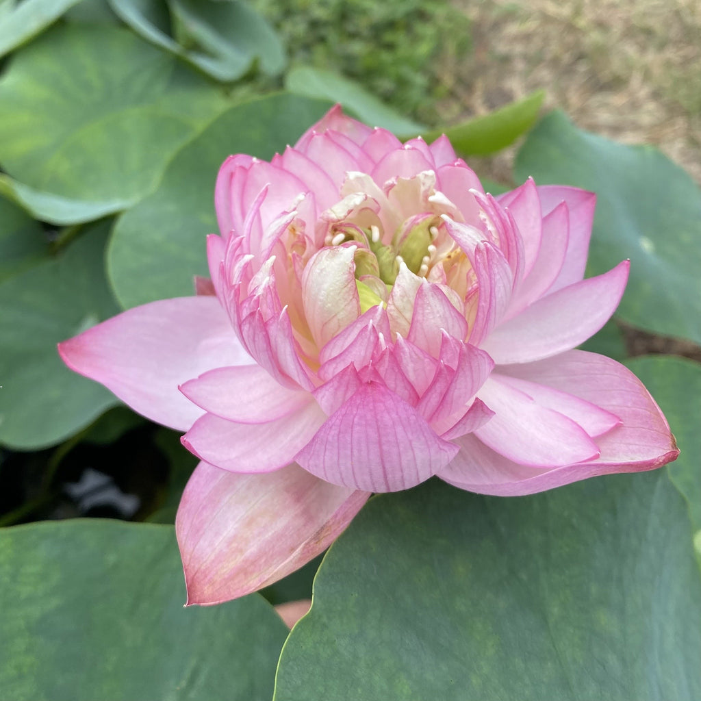 Mini Fall Lotus Exquisite, Micro Lotus, Teacup Lotus – Ten Mile Creek Nursery