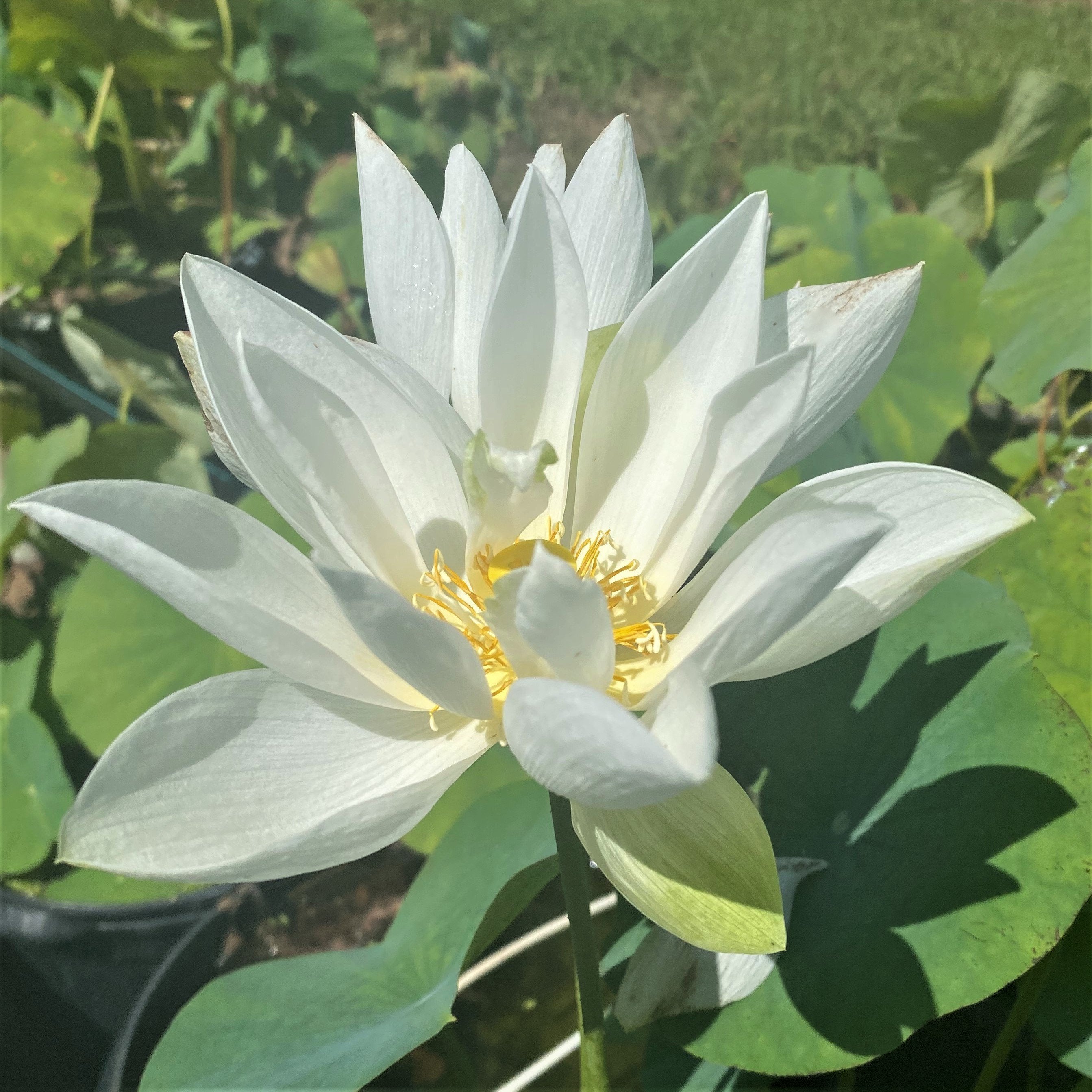 tiny white lilies Mini White Dot