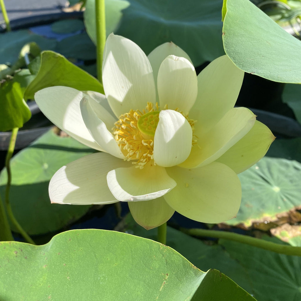 2022 Yileen Garden Edible Lotus - Ten Mile Creek Nursery