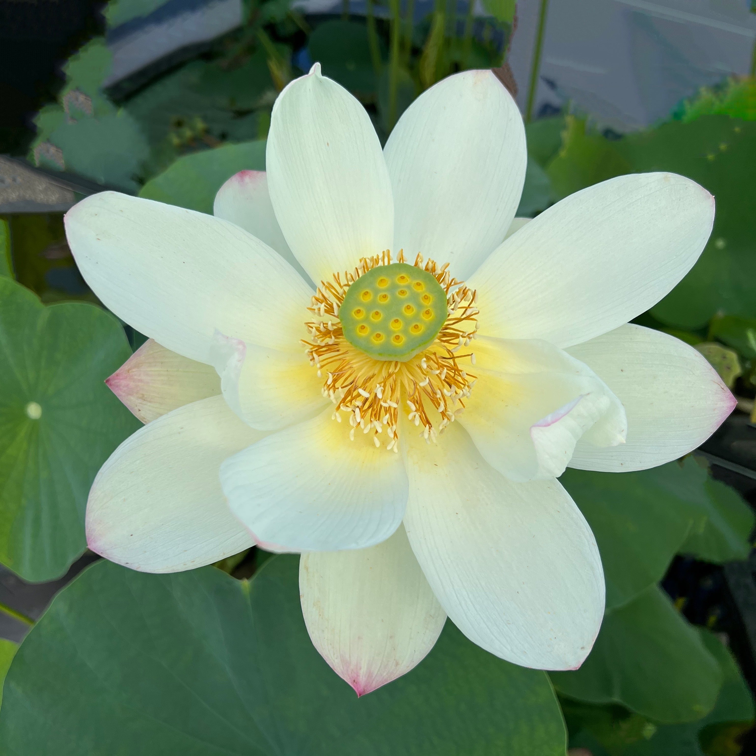 Gui Flower Beauty Gui Lotus – Ten Mile Creek Nursery