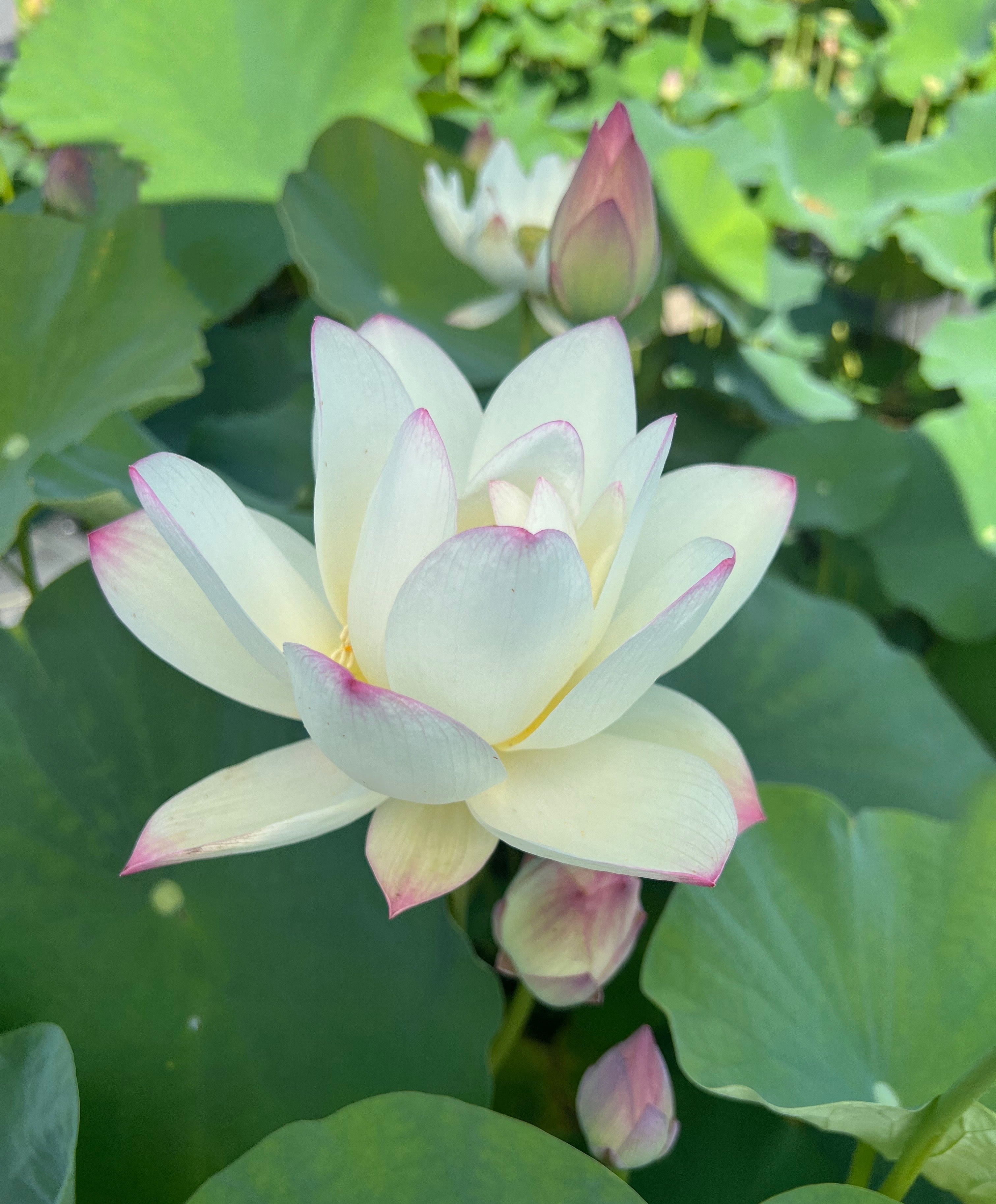 Gui Flower Beauty Gui Lotus – Ten Mile Creek Nursery