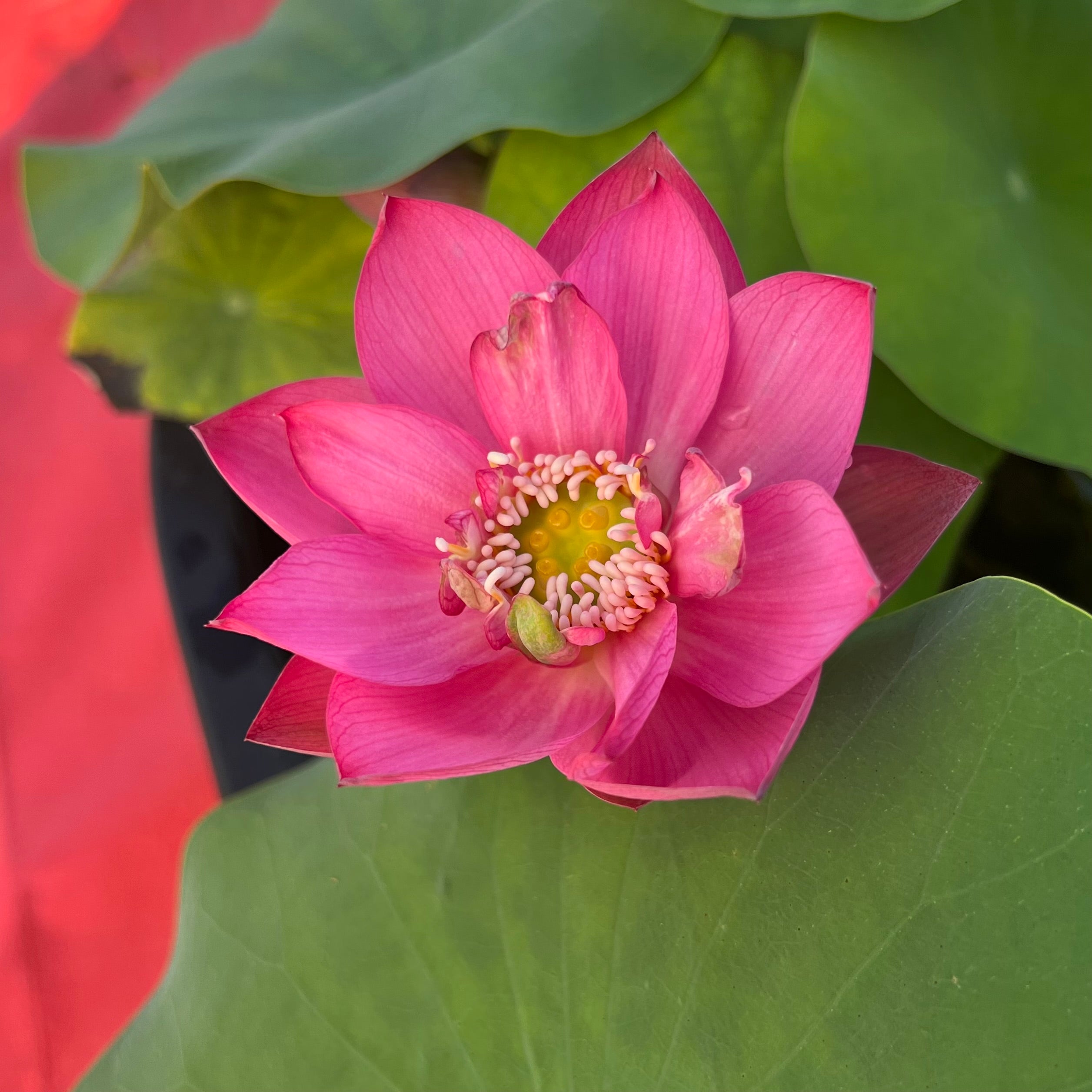 Mini Fall Lotus Cute Kid Mini Lotus – Ten Mile Creek Nursery