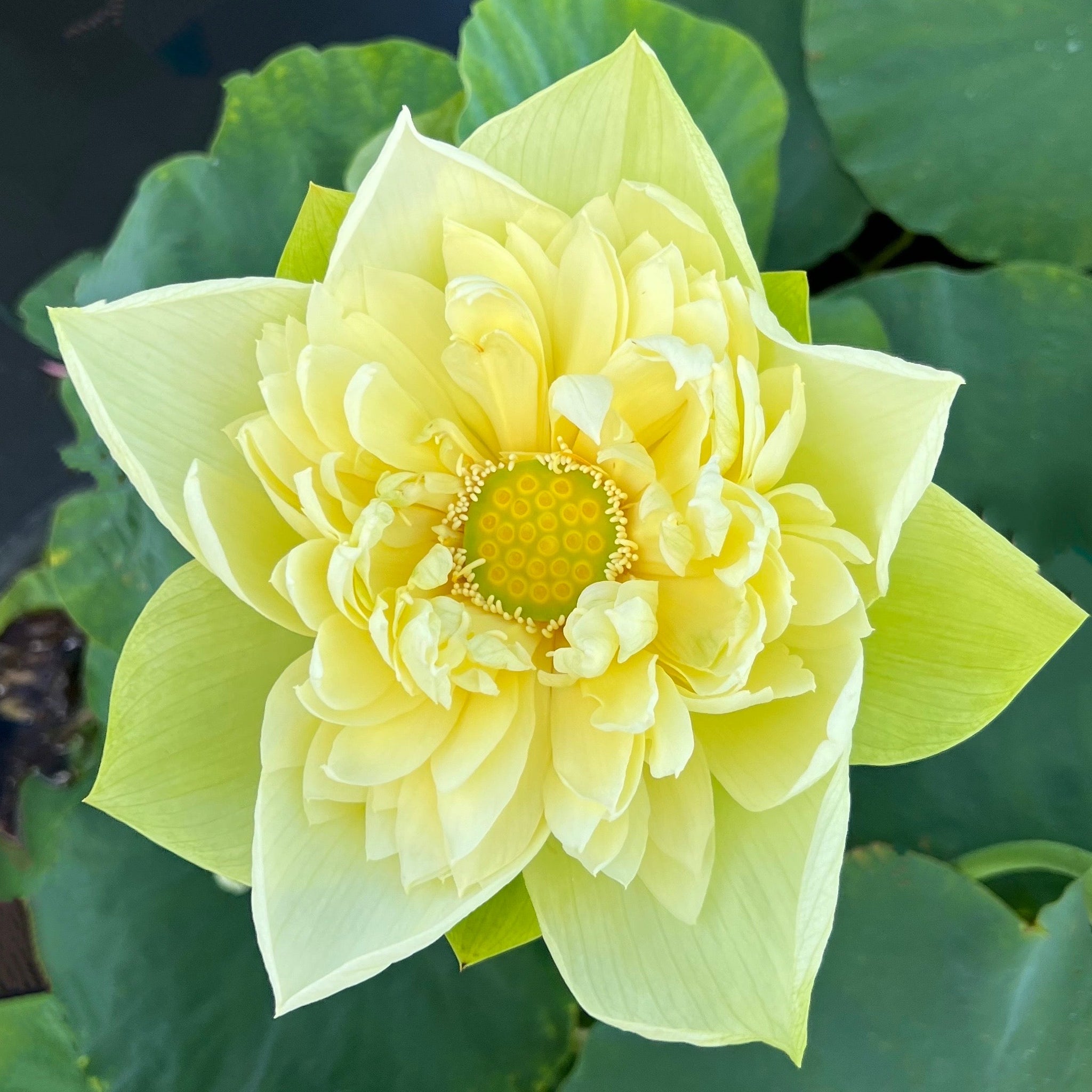 Golden Builder Lotus - Super Bloomer! – Ten Mile Creek Nursery