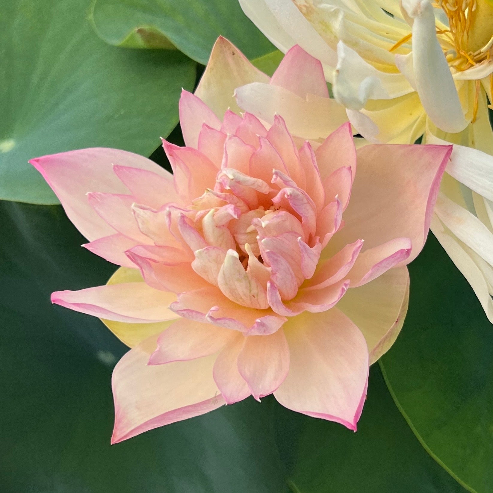 Master Lotus (Grand Master)- One of Blooming Machine Bowl Lotus( Winner) –  Bergen Water Gardens, Lotus Paradise