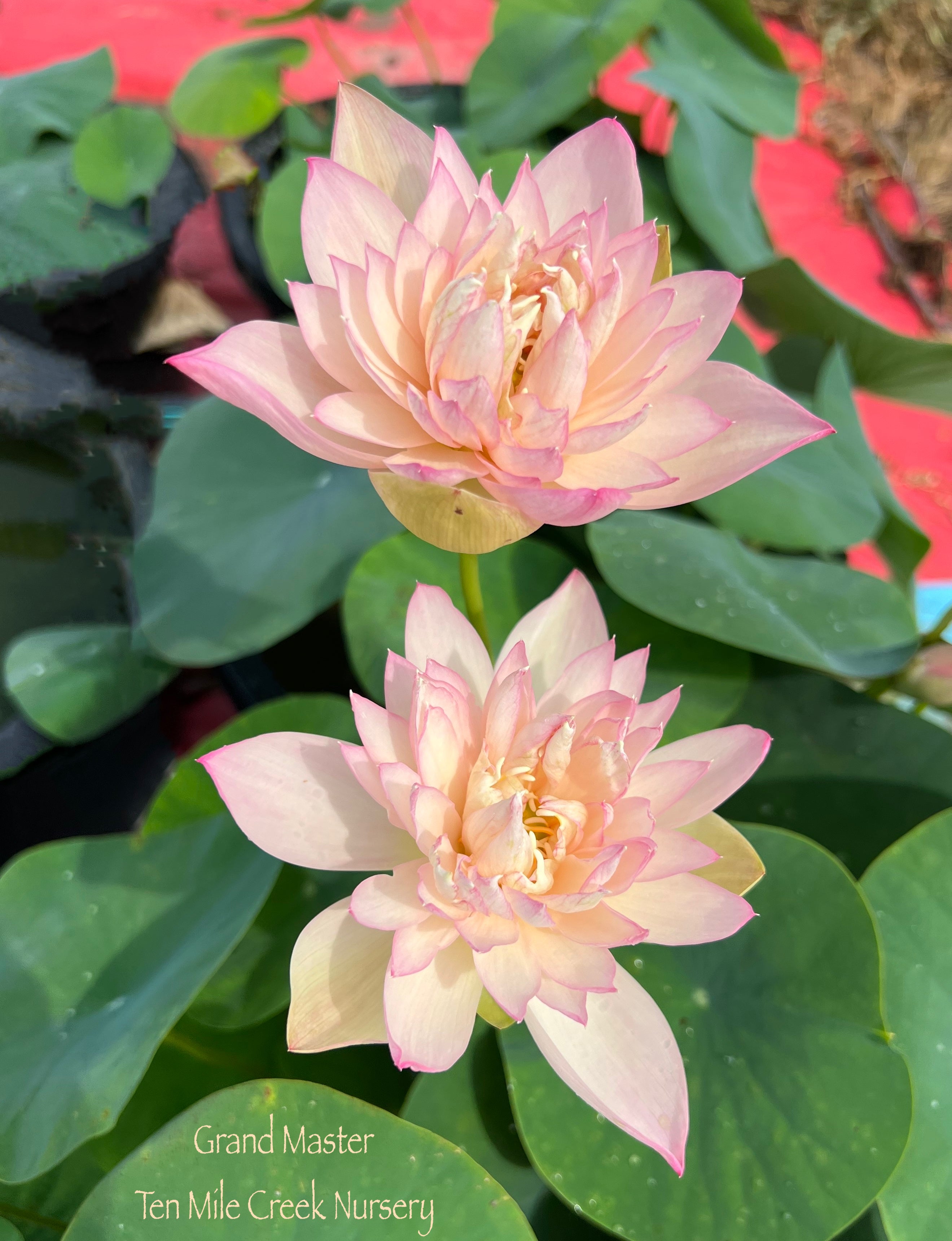 Mini Fall Lotus Grand Master Mini Lotus – Ten Mile Creek Nursery