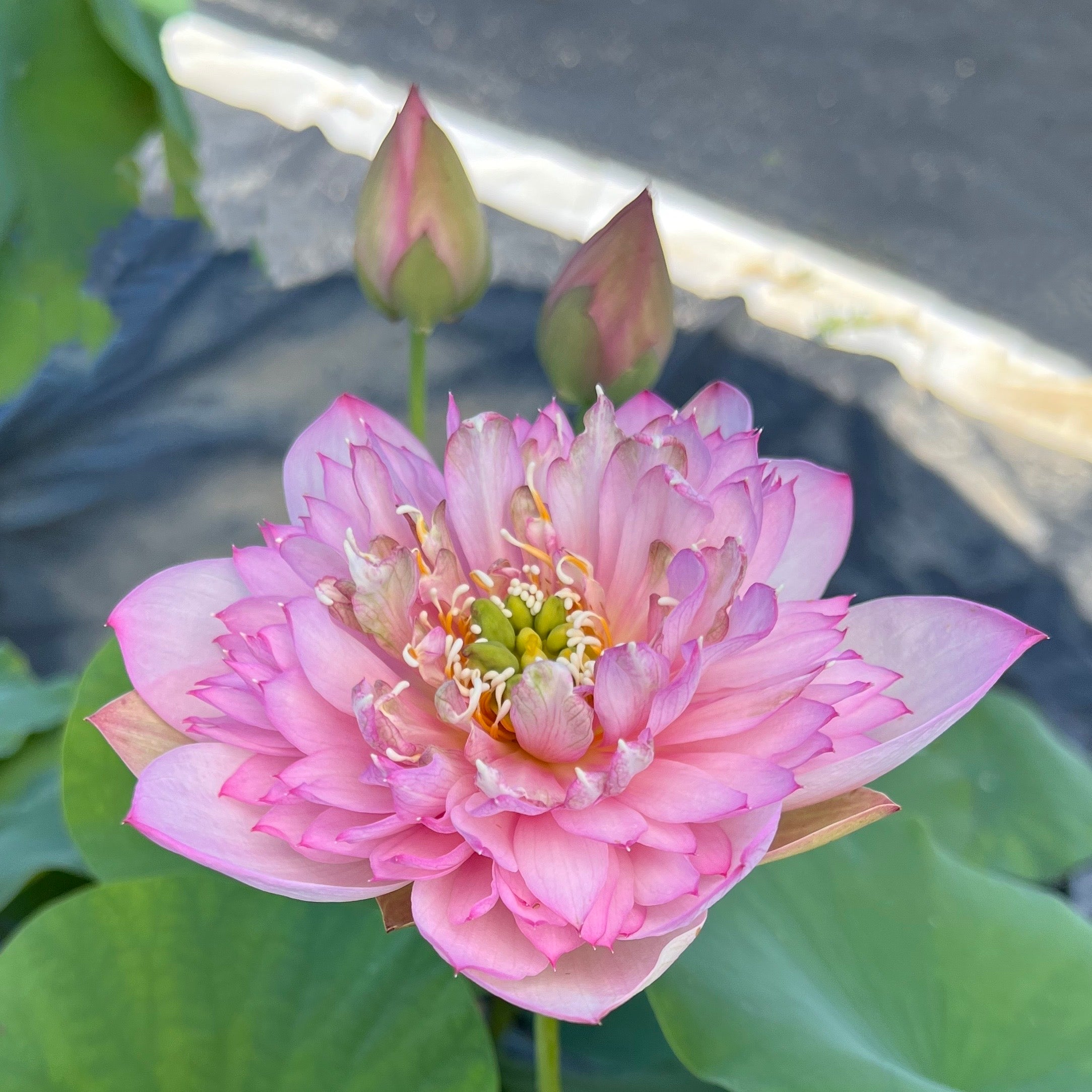 Mini Fall Lotus Piano Boy Mini Lotus – Ten Mile Creek Nursery