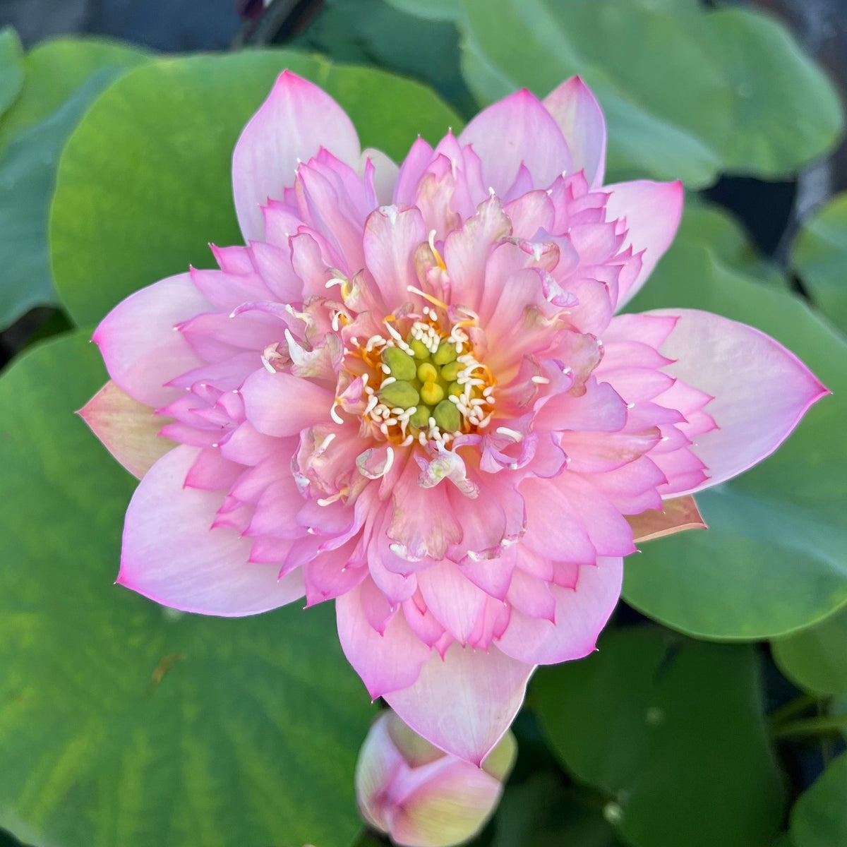 Mini Fall Lotus Piano Boy Mini Lotus – Ten Mile Creek Nursery